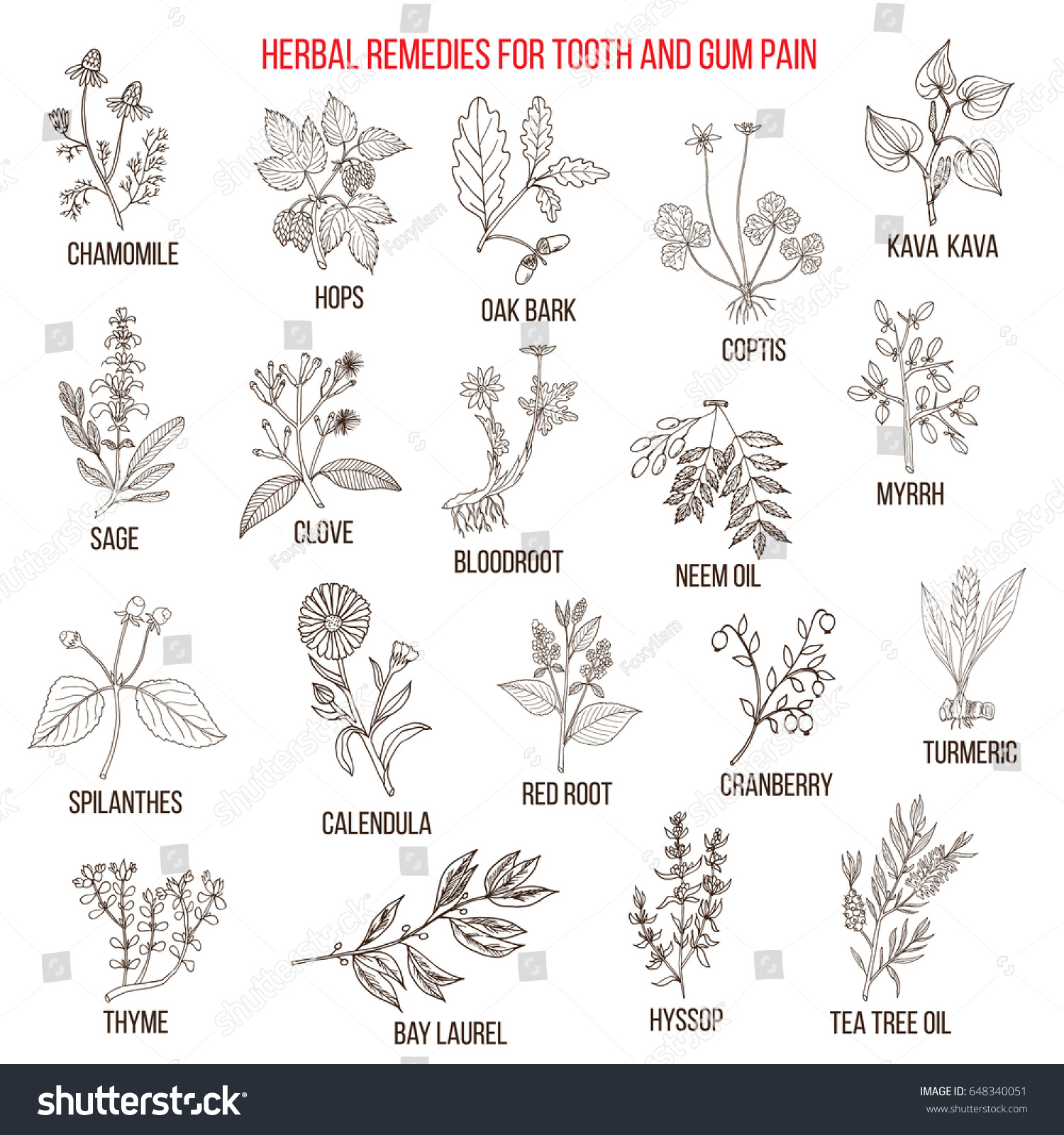 Sage root Stock Vectors, Images & Vector Art | Shutterstock