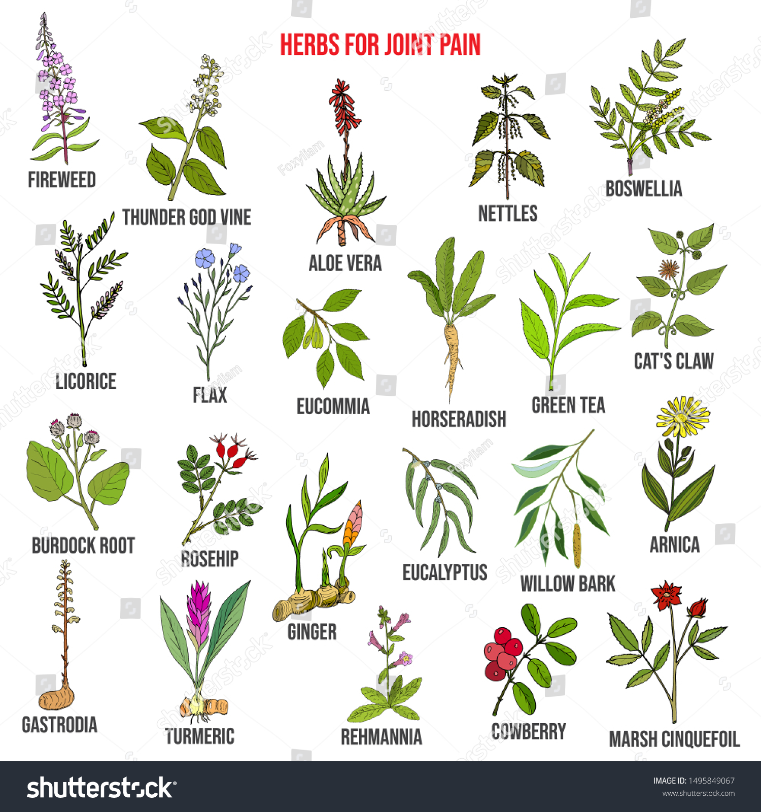 Best Herbs Joint Pain Natural Botanical Stock Vector Royalty Free 1495849067