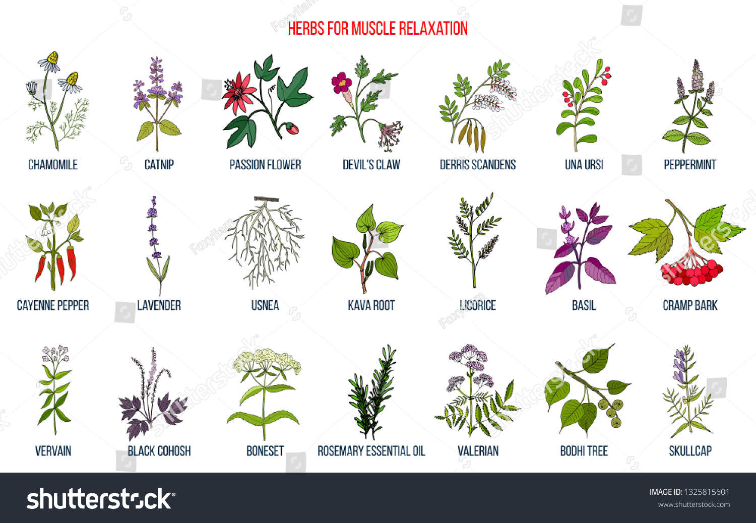 101 Uva ursi flowers Images, Stock Photos & Vectors | Shutterstock