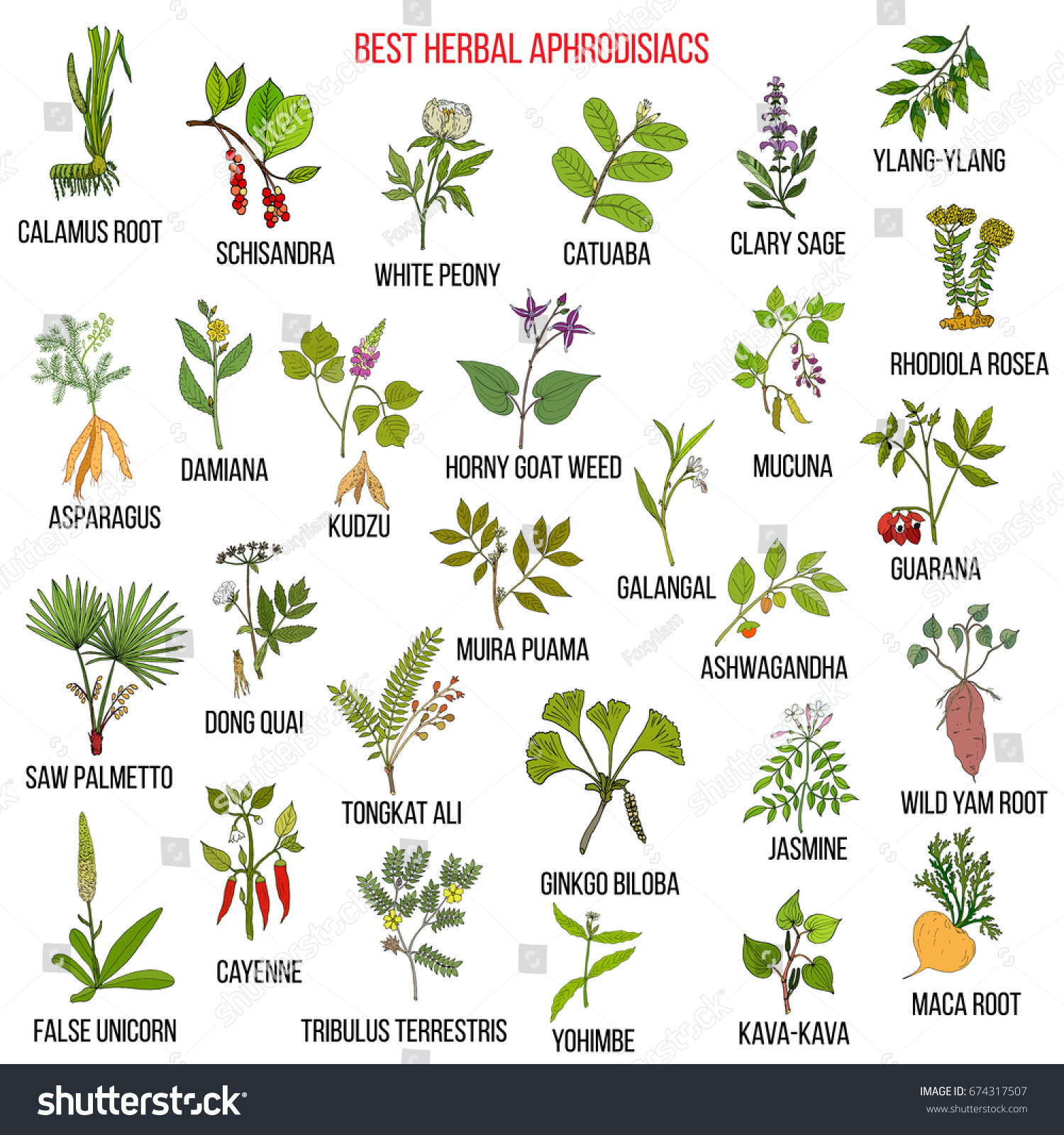 Best Natural Herbal Aphrodisiacs Hand Drawn Stock Vector 674317507 ...