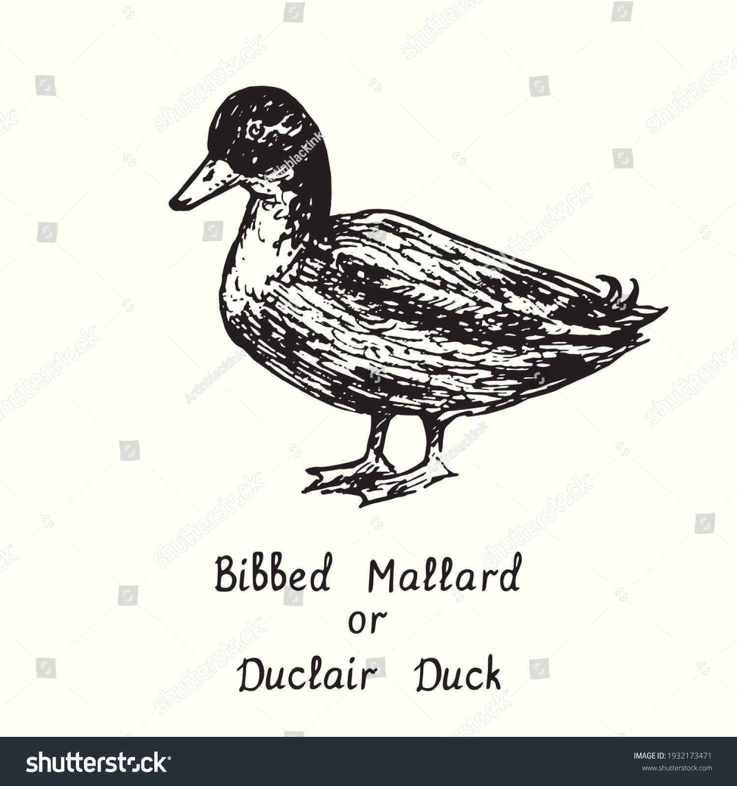 99,815 Duck vector illustration Stock Vectors, Images & Vector Art ...