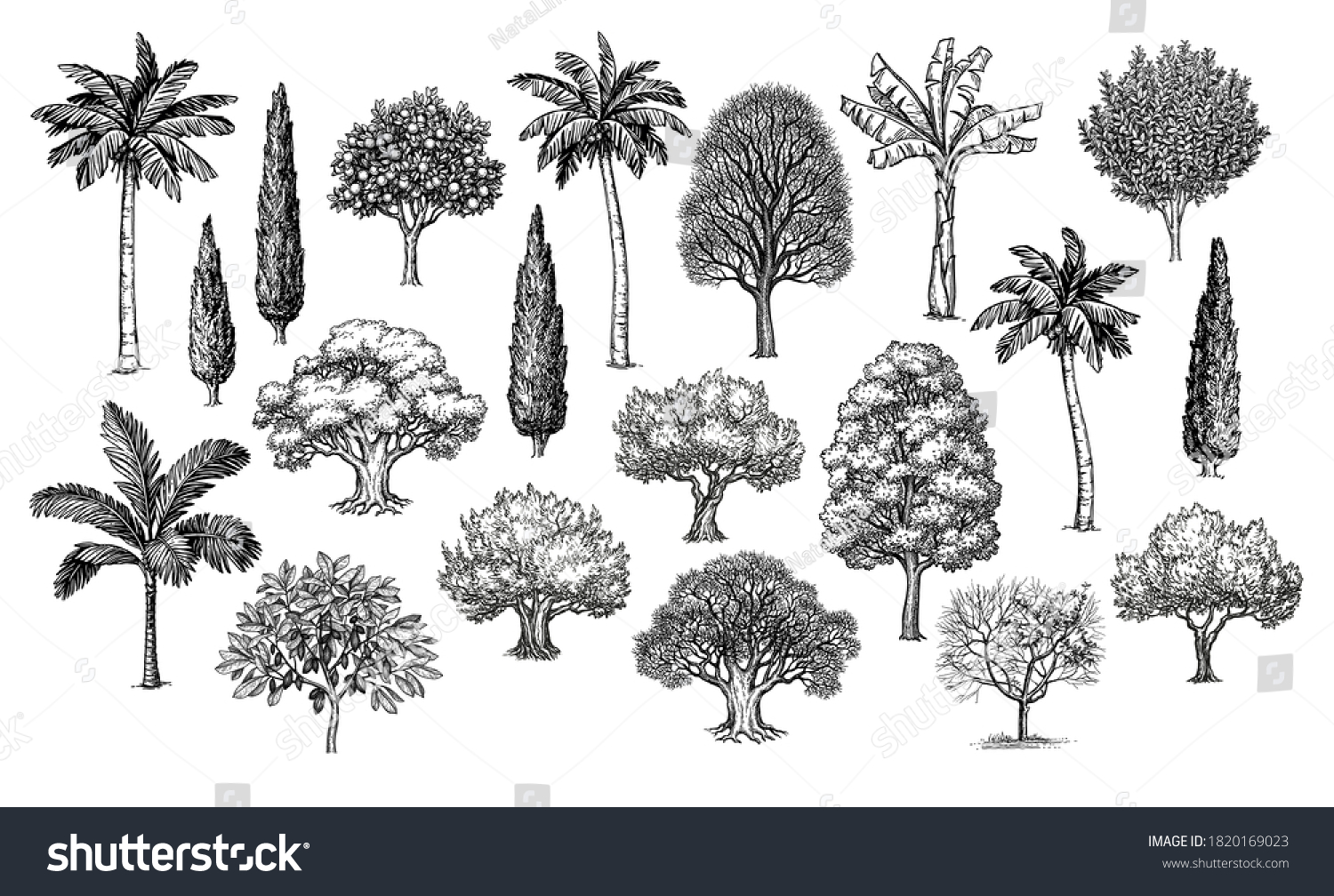 SVG of Big collection of trees. Ink sketches set isolated on white background. Hand drawn vector illustration. Retro style. svg
