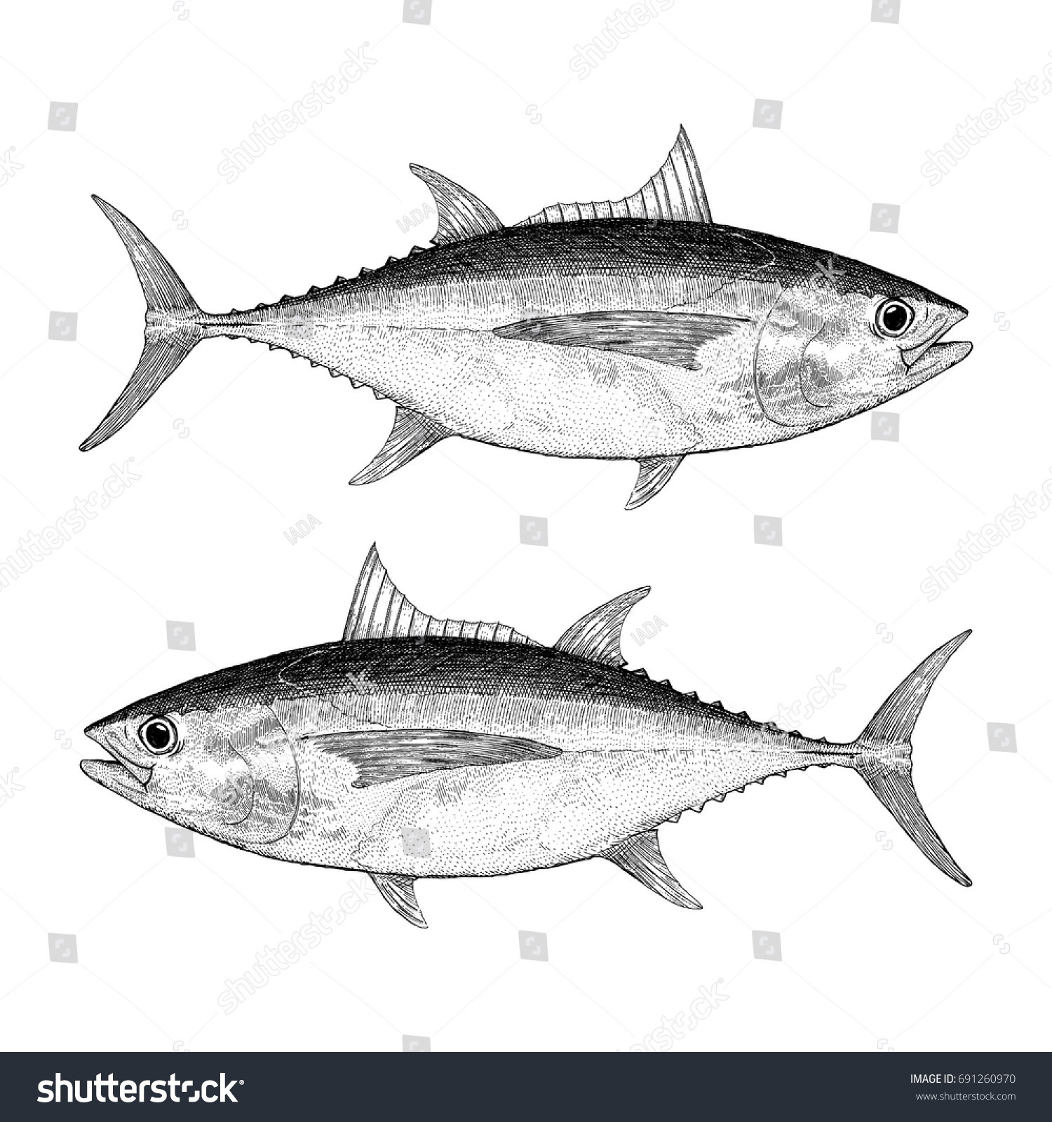 Big Eye Tuna Illustration Stock Vector (Royalty Free) 691260970