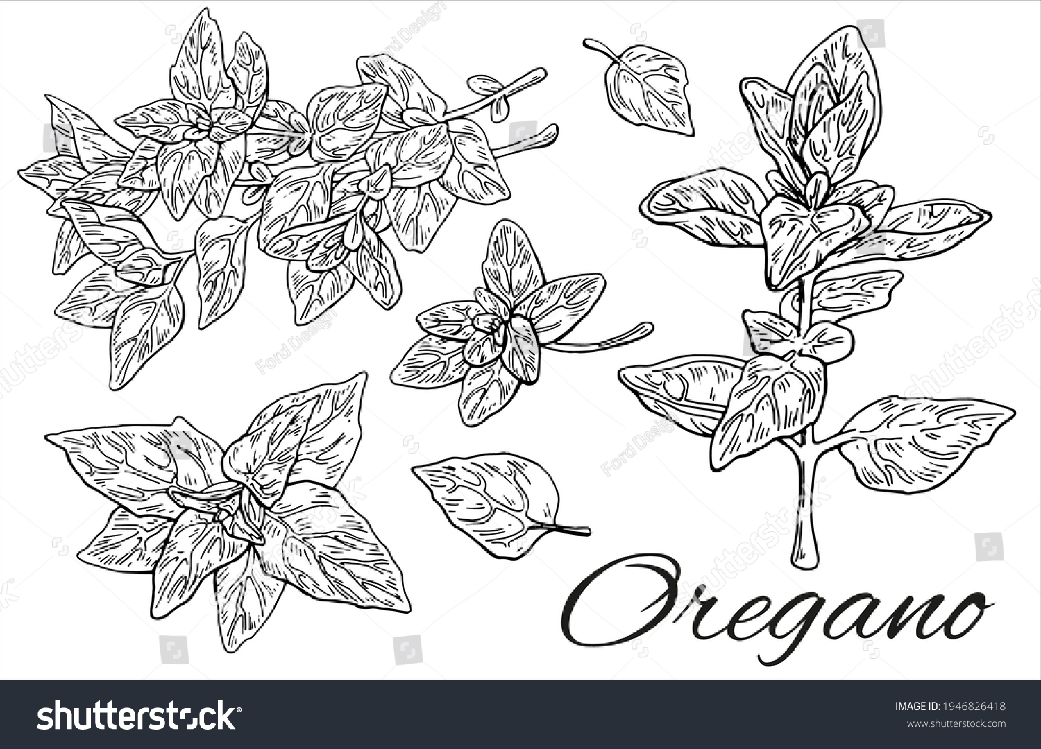 Big Ink Oregano Hand Drawn Set Stock Vector (Royalty Free) 1946826418 ...