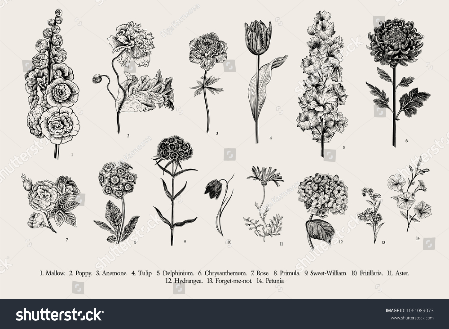 143,715 Vintage engraved flower Images, Stock Photos & Vectors ...