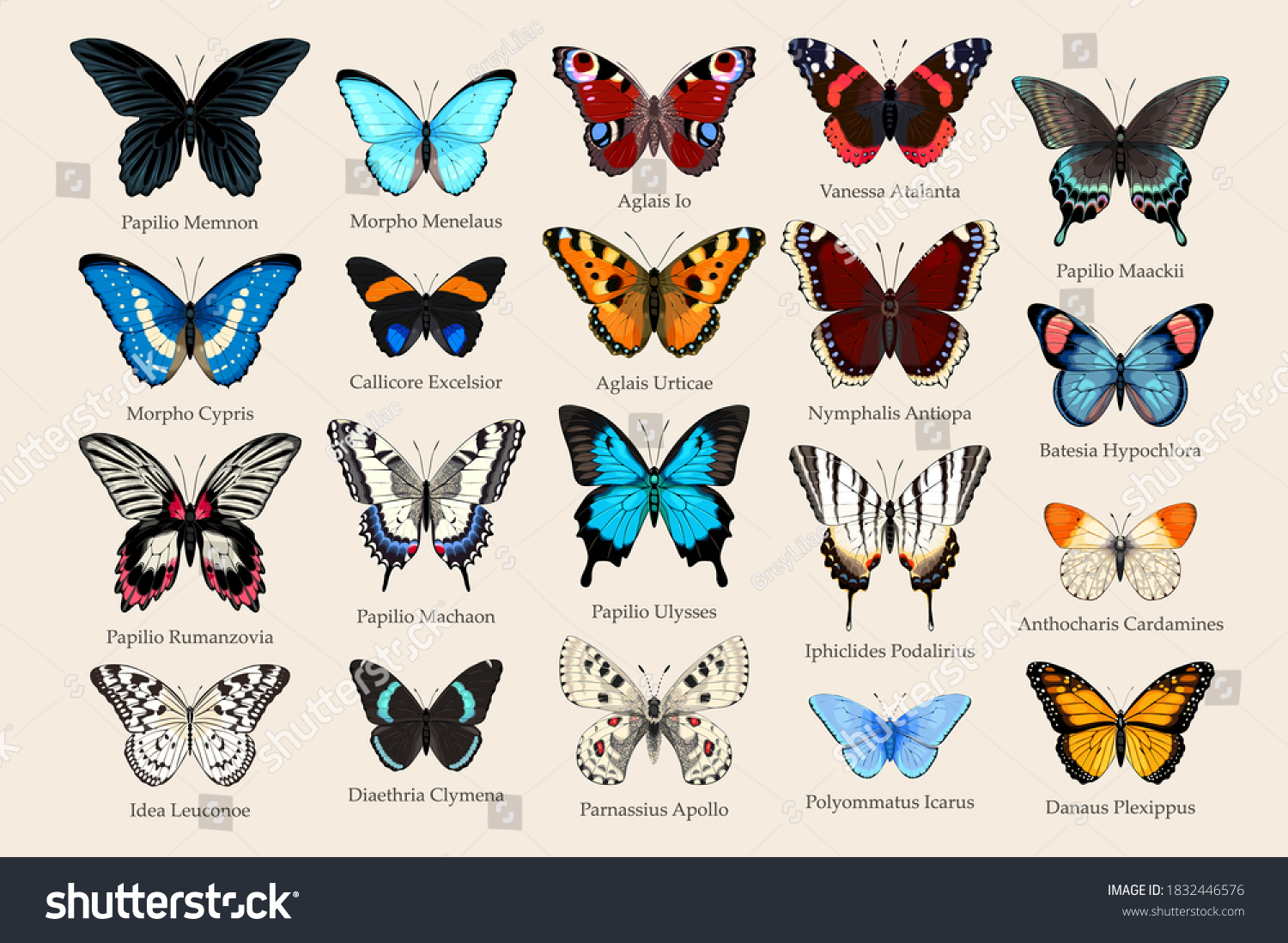 37-572-butterfly-species-images-stock-photos-vectors-shutterstock