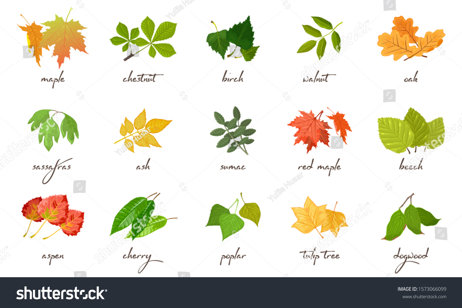 SVG of Big vector set with yellow, red, green leaves of different trees and shrubs maple, chestnut, birch, walnut, ash, sumac, beech, aspen, cherry, poplar, tulip oak sassafras dogwood Lettering svg