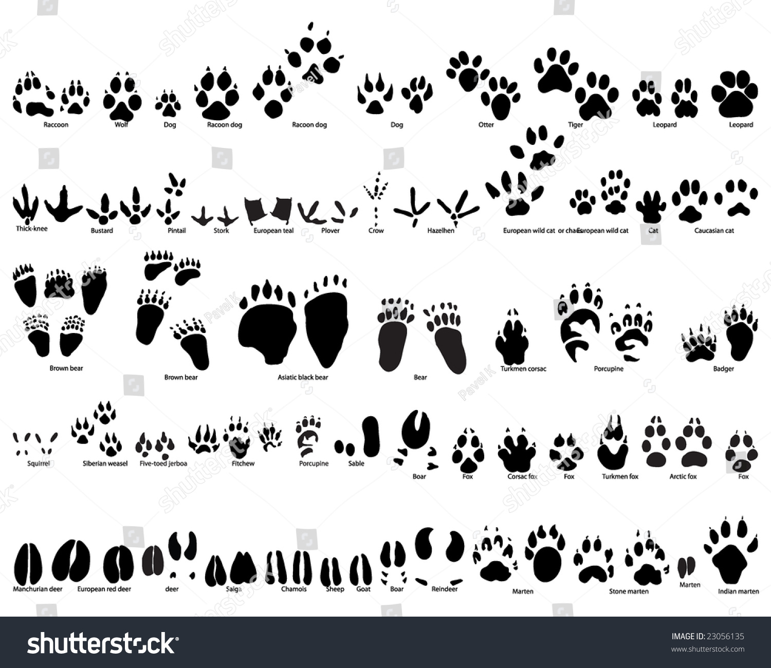 SVG of Biggest Set of Animal and Bird Trails Silhouettes With Title About Kind of Animals. Bears, Wolves, Many Kind of Different Birds and Other Fauna Represented in Set. High Detail. Vector Illustration.  svg