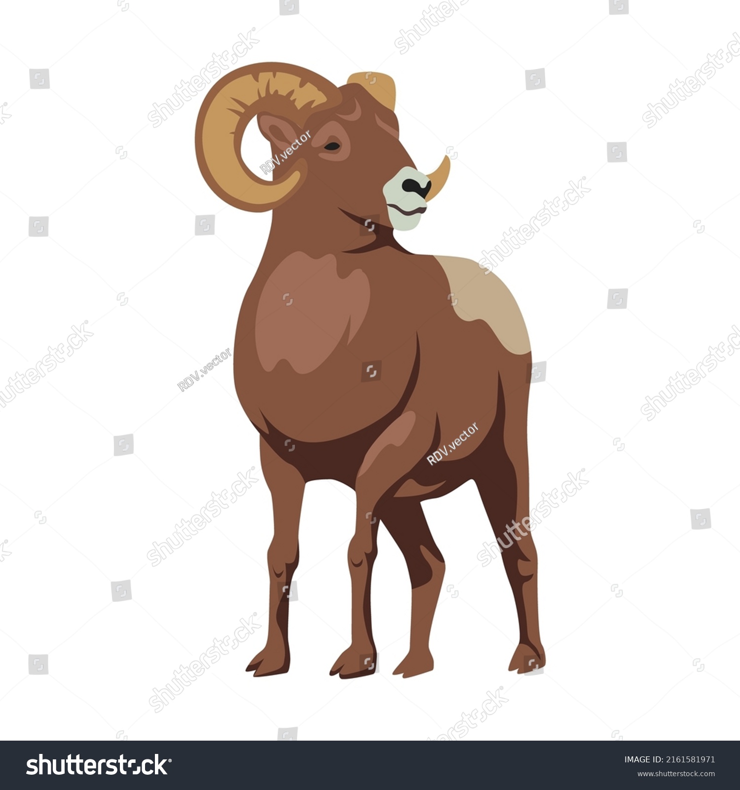 Bighorn Big Horns Cartoon Illustration Ram Stock Vector (Royalty Free ...