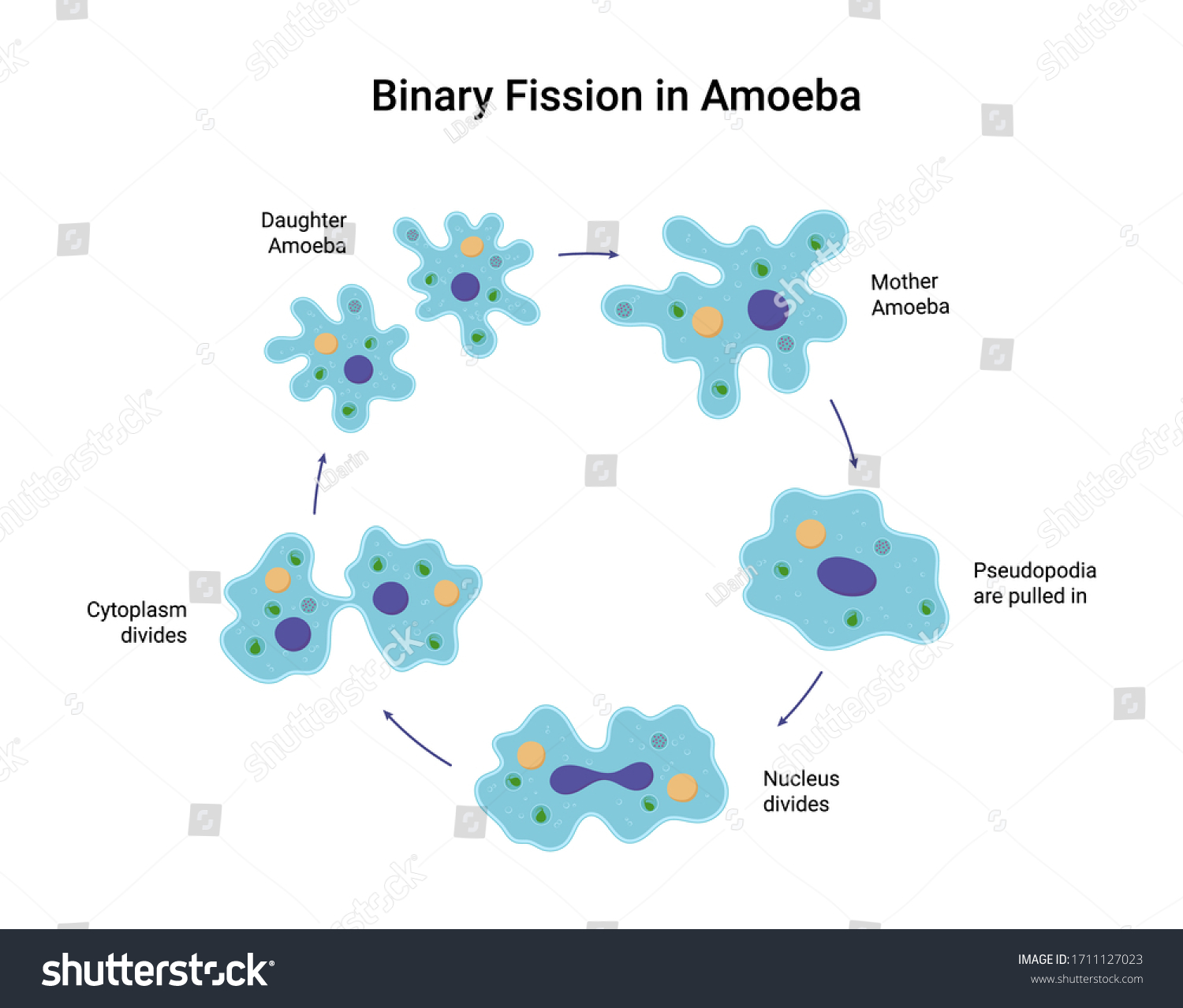 Binary Fission Amoeba Vector Educational Illustration Vector Có Sẵn Miễn Phí Bản Quyền 1711127023