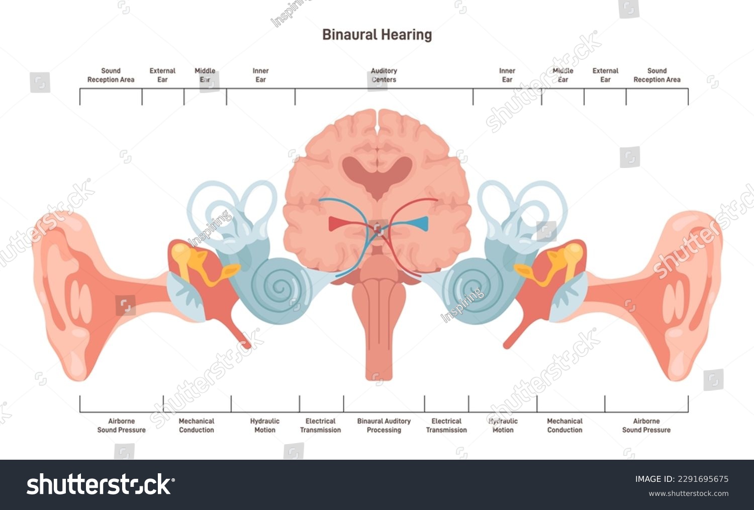 SVG of Binaural hearing. Human ability to hear in two ears. Auditory pathways from ear to auditory cortex. Anatomy of the auditory system. Structure of the hearing system. Flat vector illustration svg