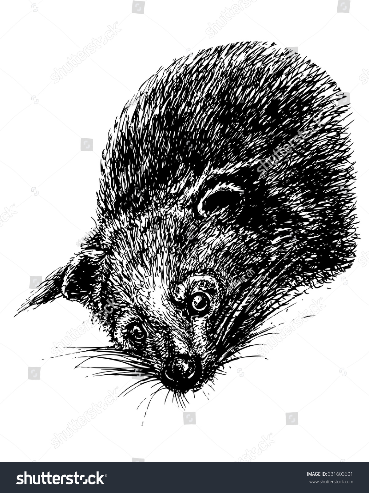 SVG of Binturong or bearcat head sketch. Vector hand drawn exotic asian animal svg