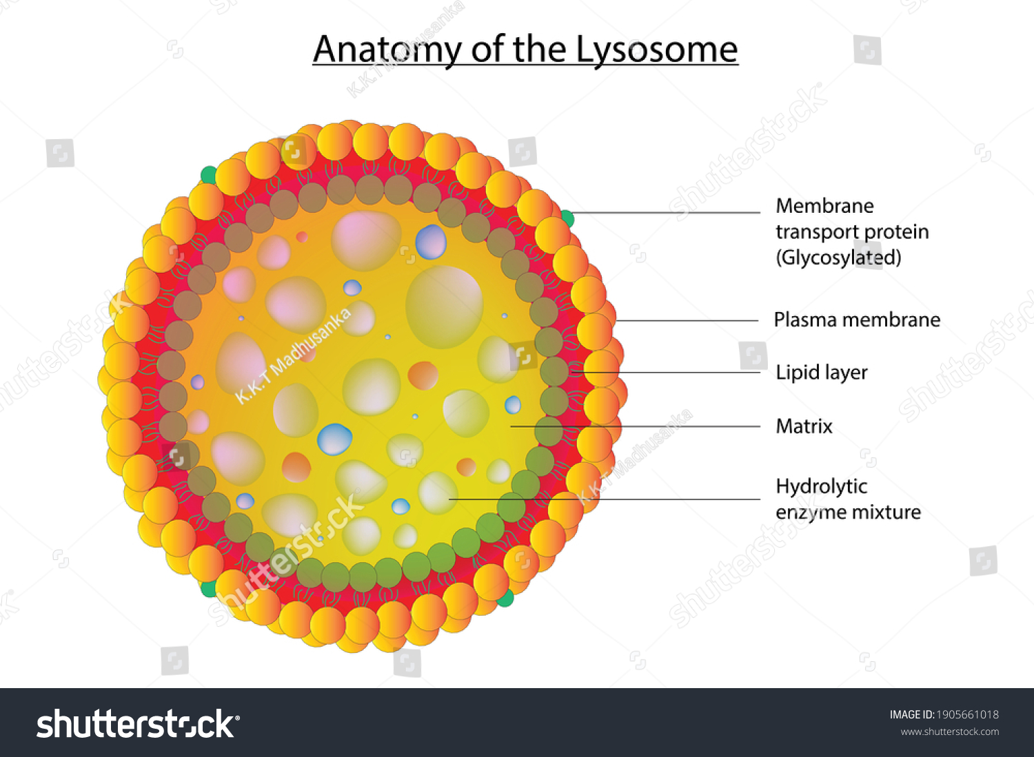 51 Cytosol mitochondria Images, Stock Photos & Vectors | Shutterstock