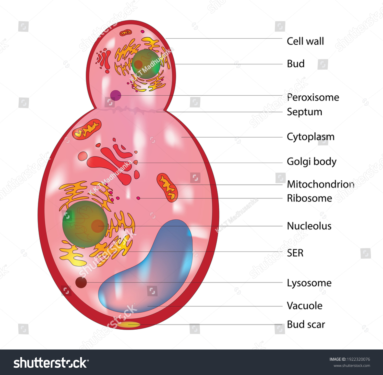 Biological Anatomy Typical Fungal Cell เวกเตอร์สต็อก ปลอดค่าลิขสิทธิ์ 1922320076 