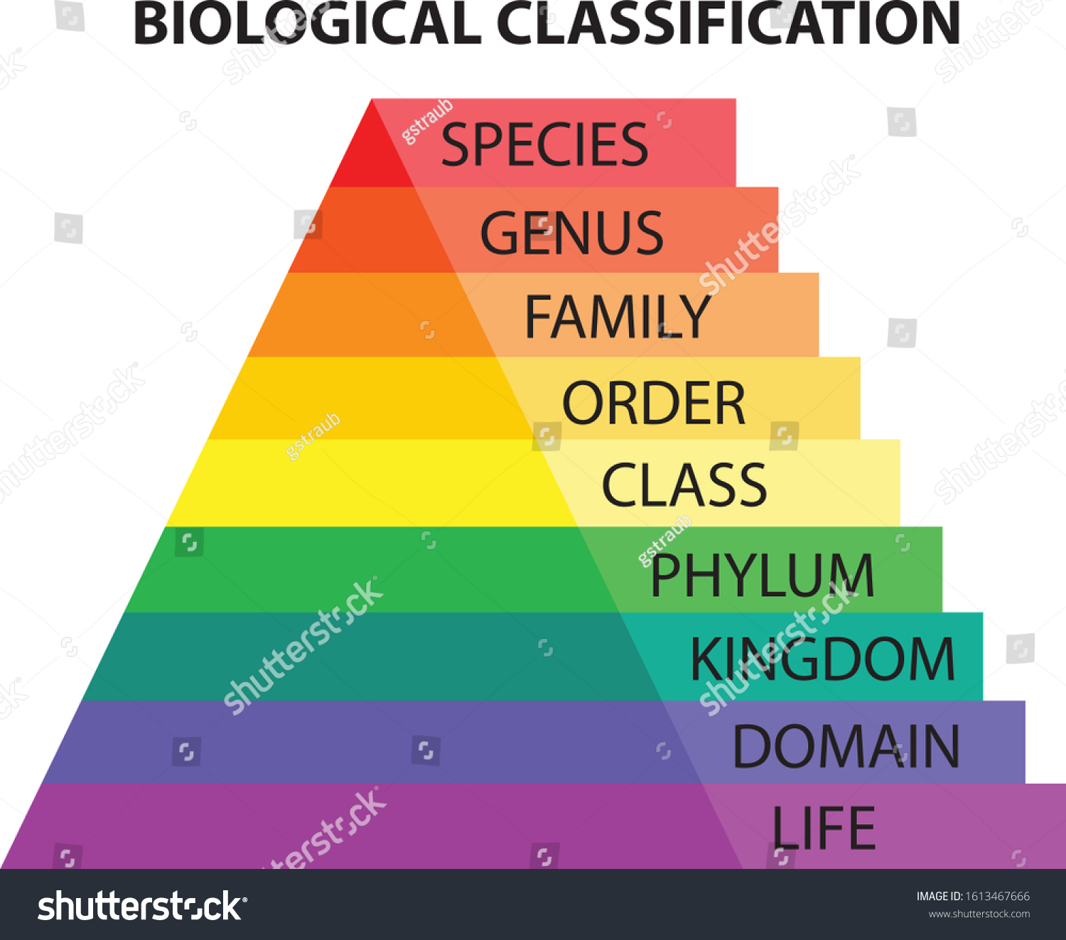 Biological Classification Taxonomy Colorful Diagram: Vector De Stock ...