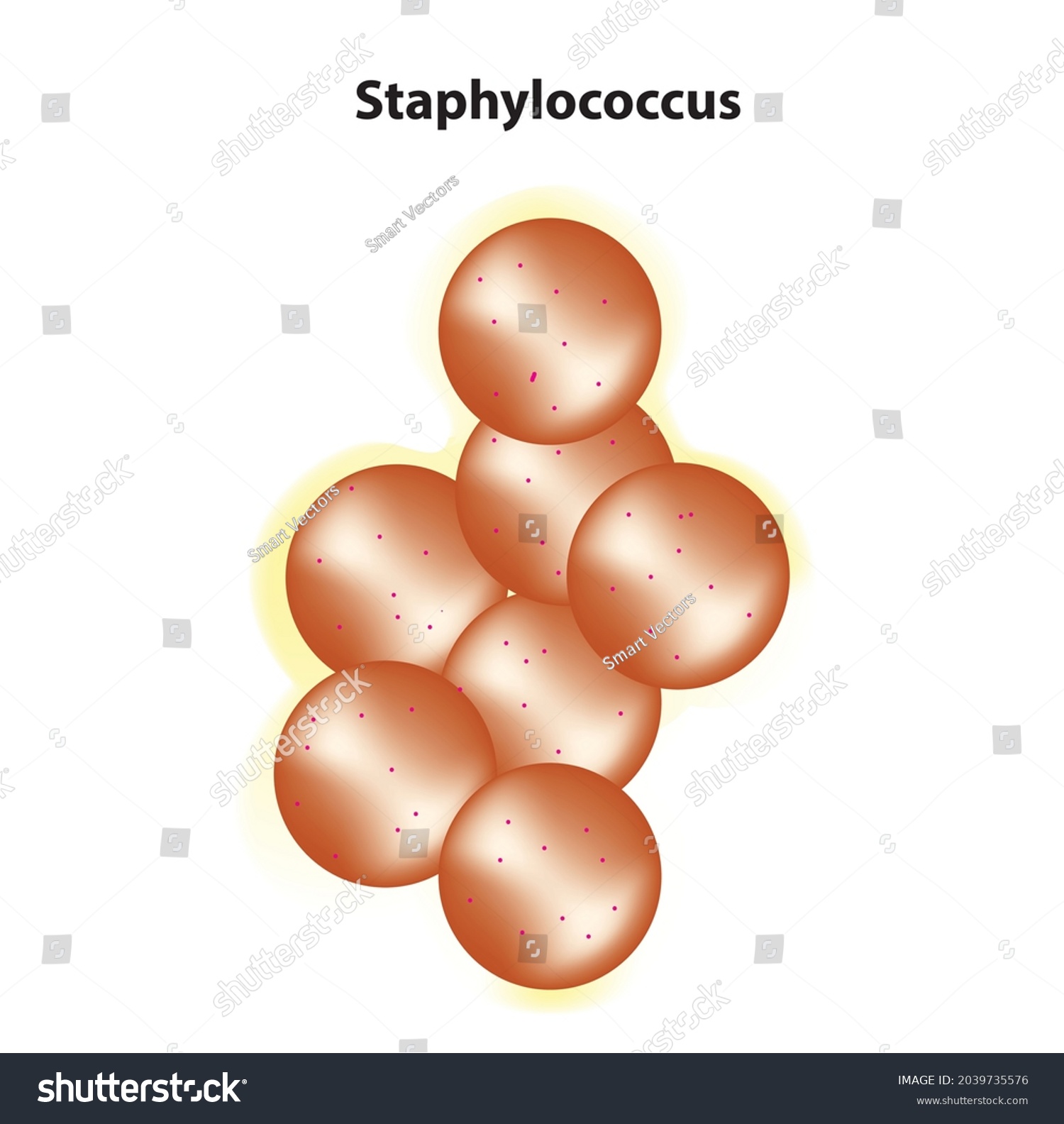 Biological Illustration Staphylococcus Bacteria Genus Grampositive ...