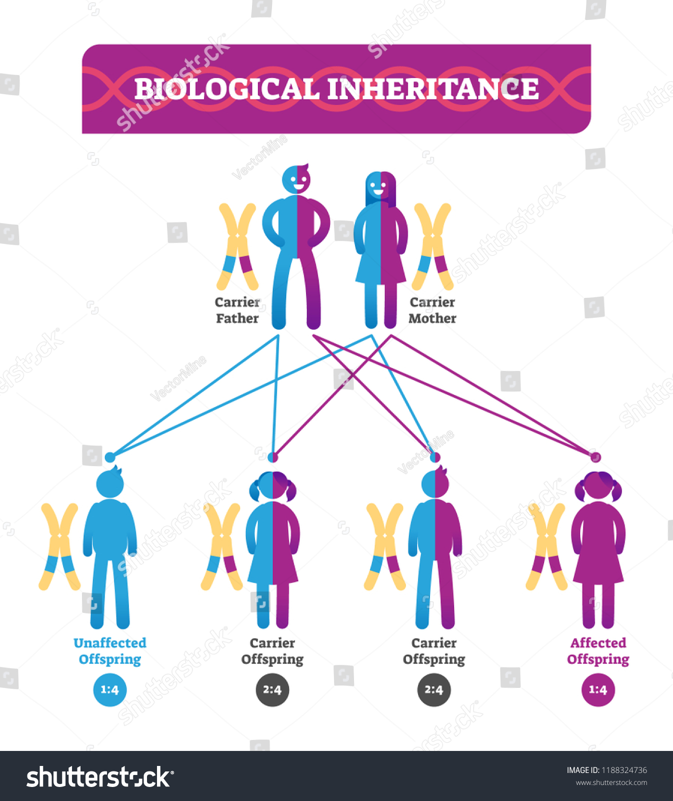 Biological Inheritance Vector Illustration Infographic Educational