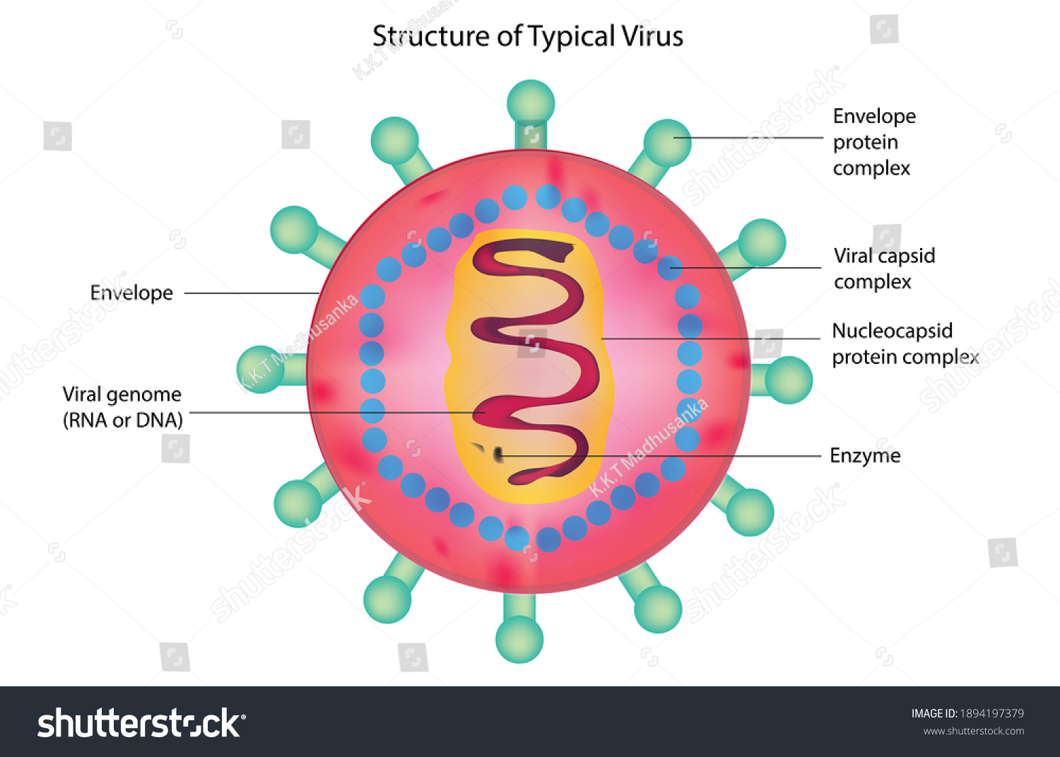 Biological Structure Typical Virus Virus Detailed Stock Vector Royalty