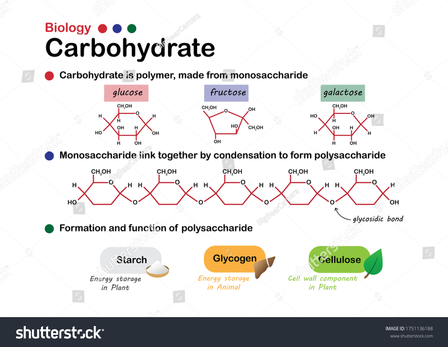 926 Carbohydrate Molecule Stock Vectors Images And Vector Art Shutterstock