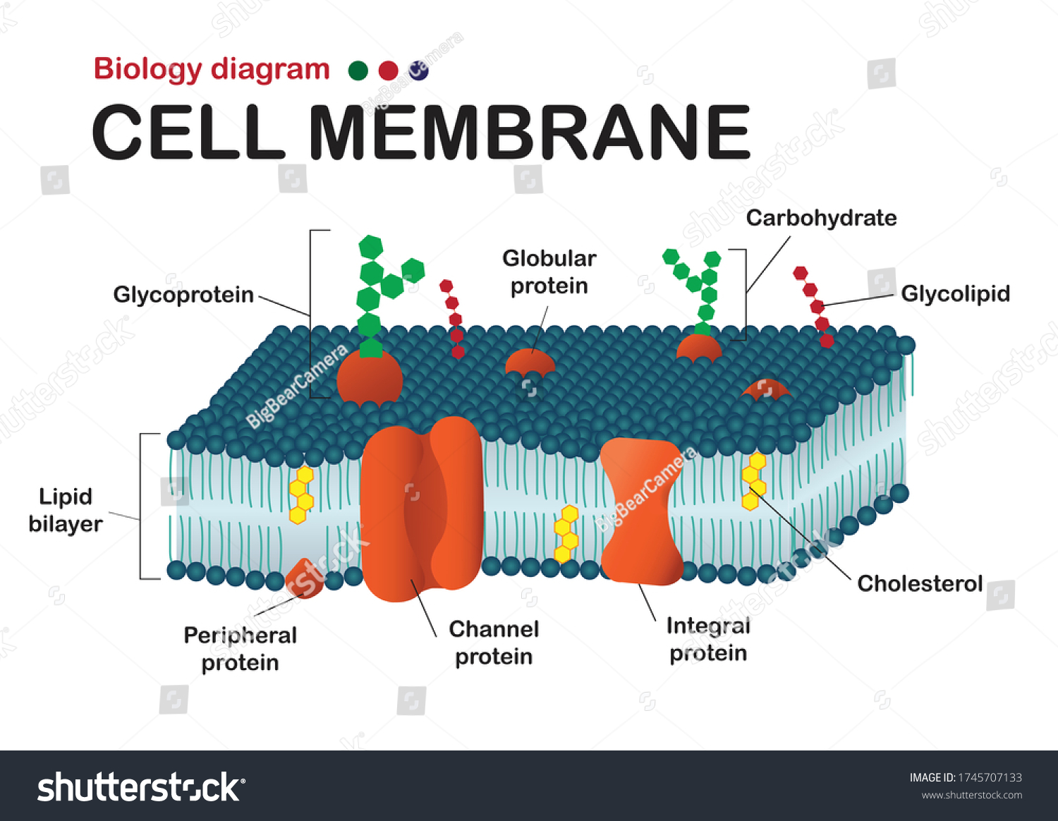 biology-diagram-show-structure-cell-membrane-stock-vector-royalty-free