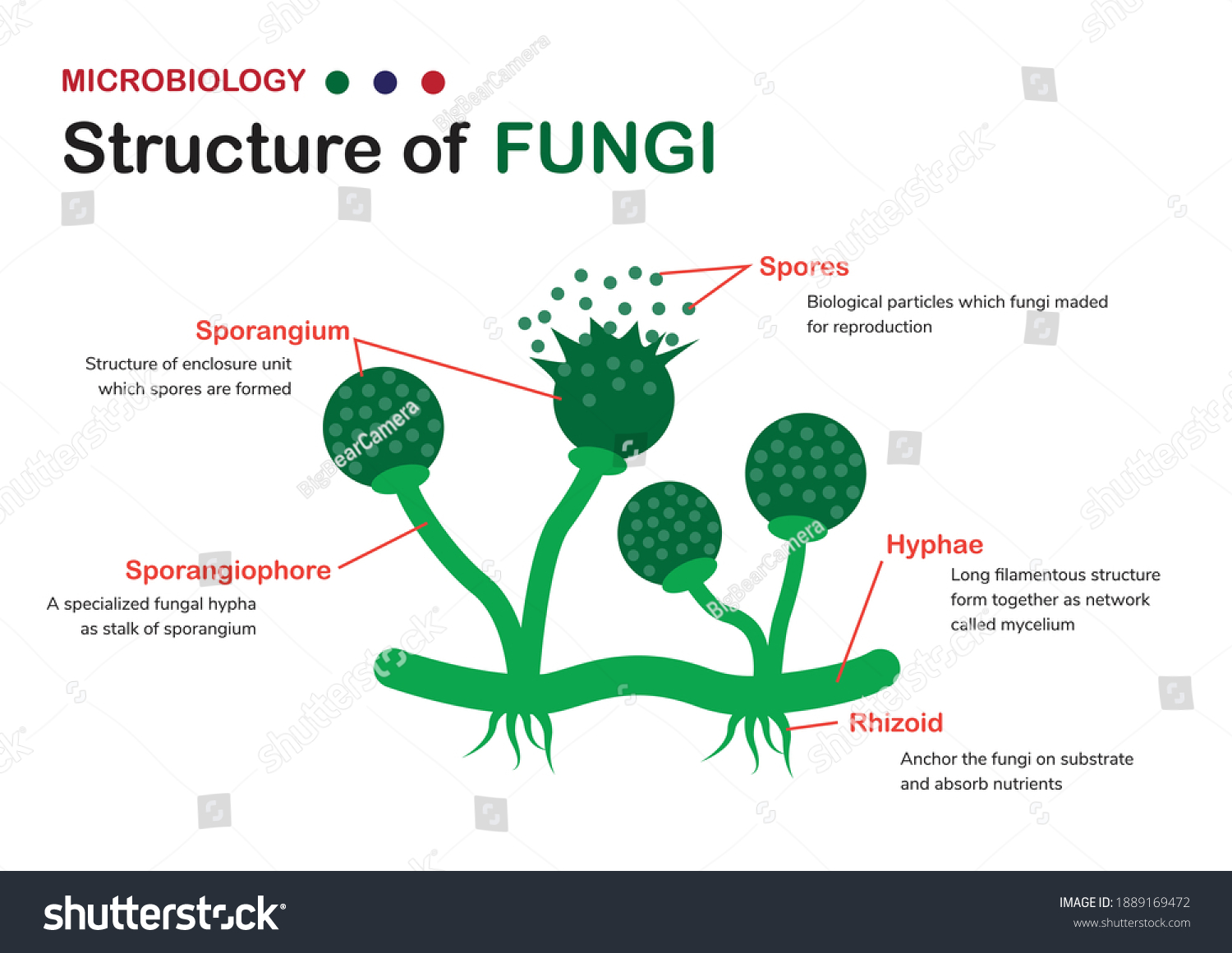 Biology Diagram Shows Basic Structure Fungi Stock Vector Royalty Free 1889169472 2375