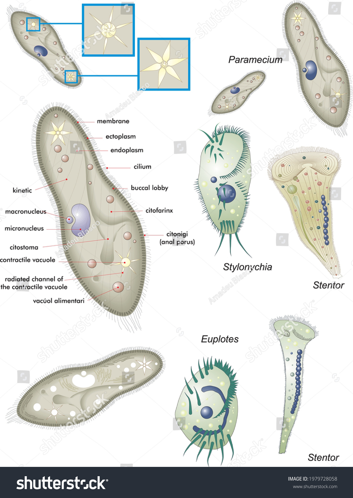 Biology Unicellular Eukaryotic Organisms Protozoa Various Stock Vector ...