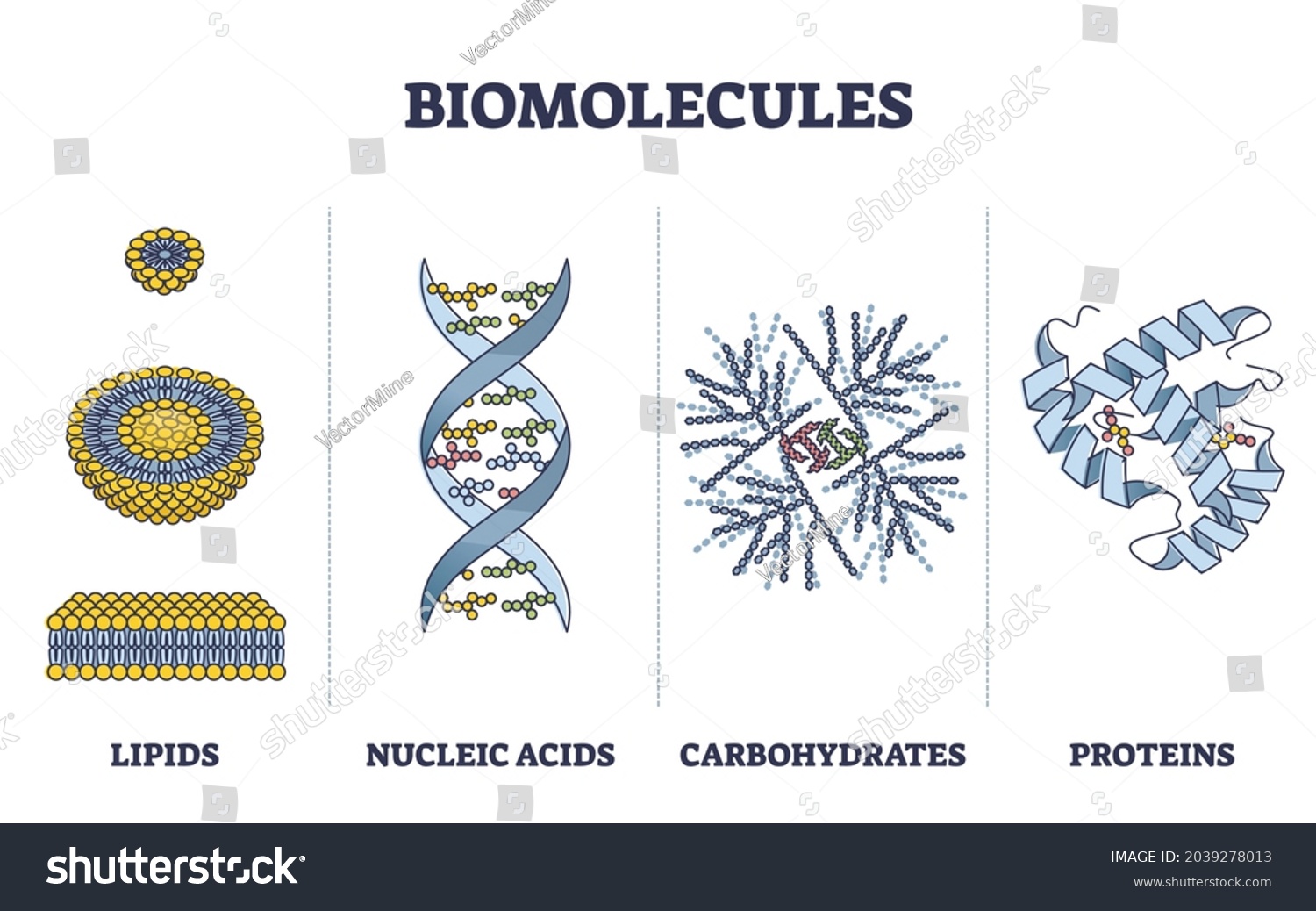 Biomolecules Biological Molecules Type Collection Outline Stock Vector