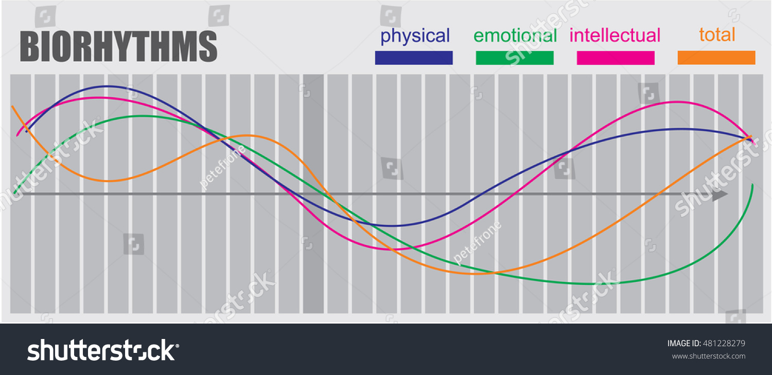 Biorhythms Vector Flow Chart Infographics Element Stock Vector (Royalty