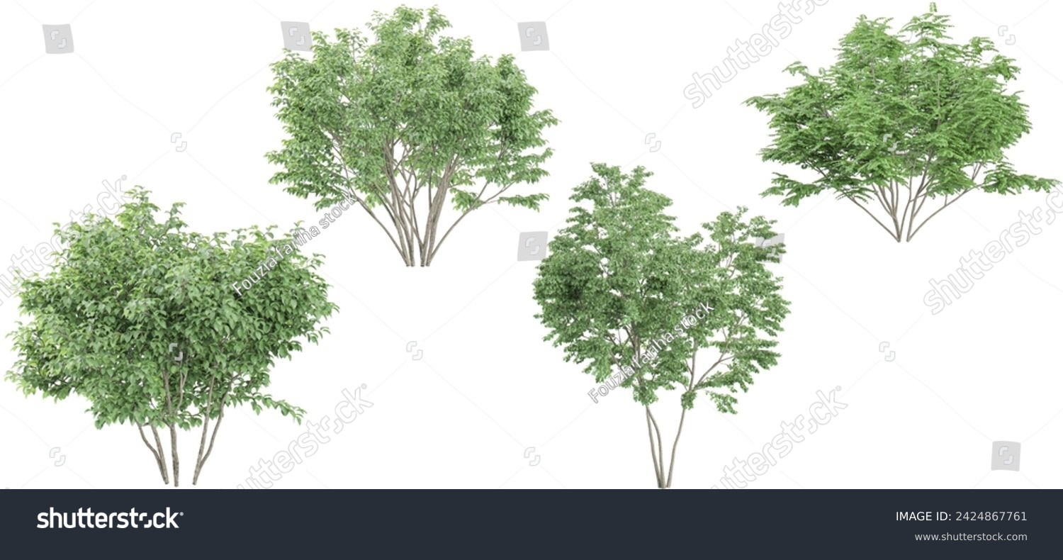 SVG of Birch,Dogwood trees on transparent background, for illustration, digital composition, and architecture visualization svg