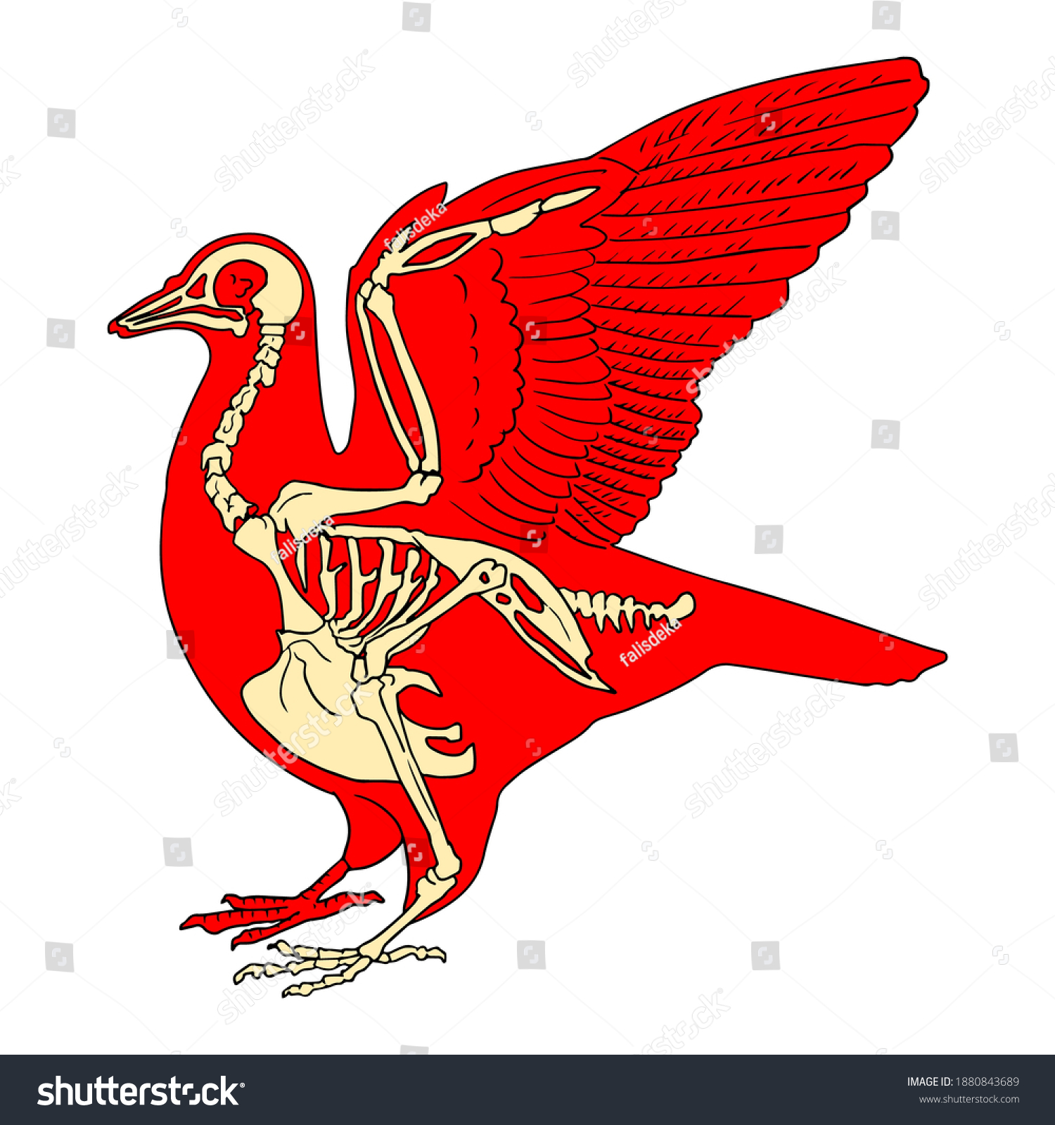 Bird Animal Skeleton Vector Illustration Isolated Stock Vector Royalty Bird Animal Skeleton Vector Illustration Isolated Stock Vector Royalty