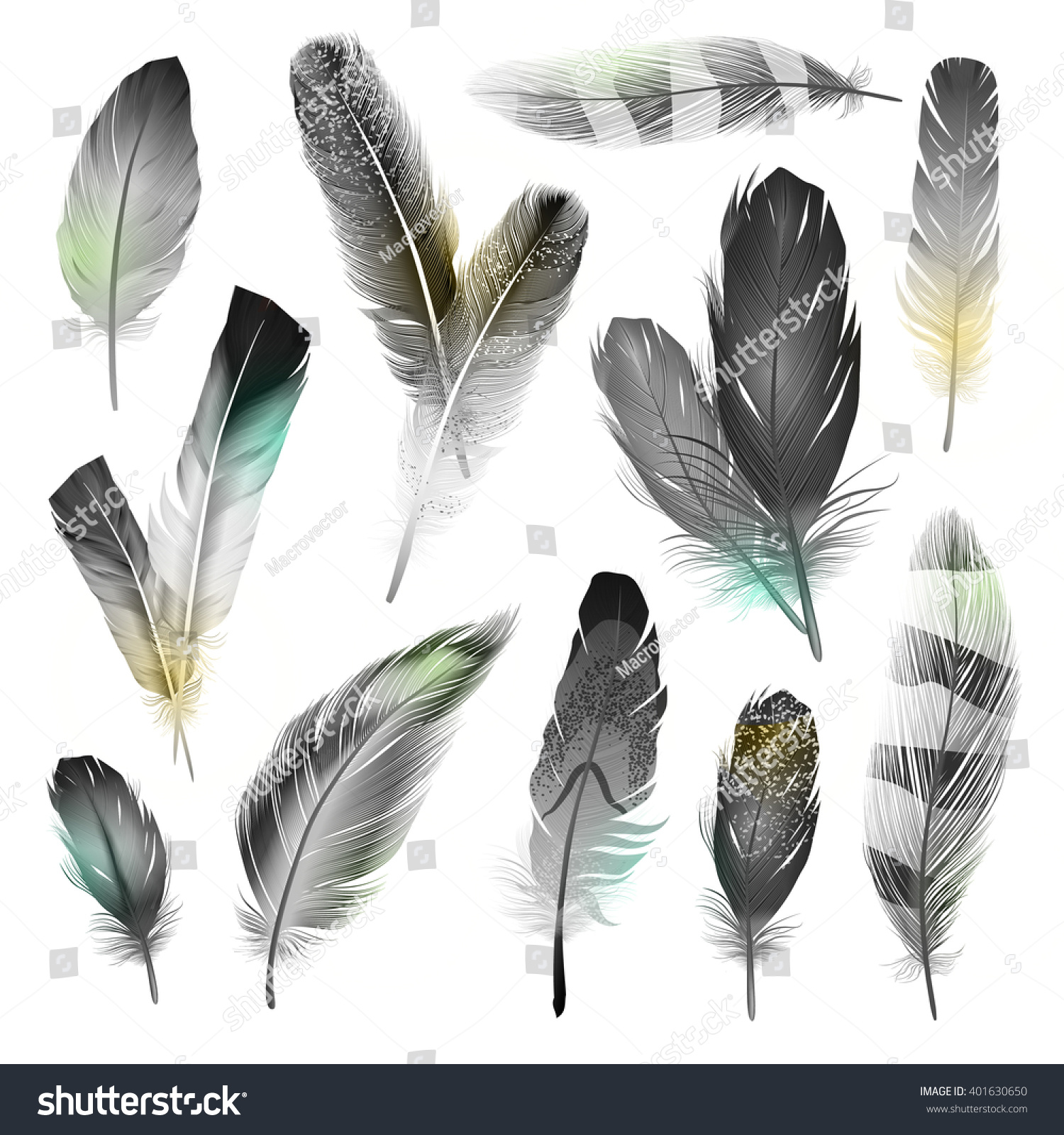 白黒のリアルな鳥の羽セット 分離型ベクターイラスト のベクター画像素材 ロイヤリティフリー