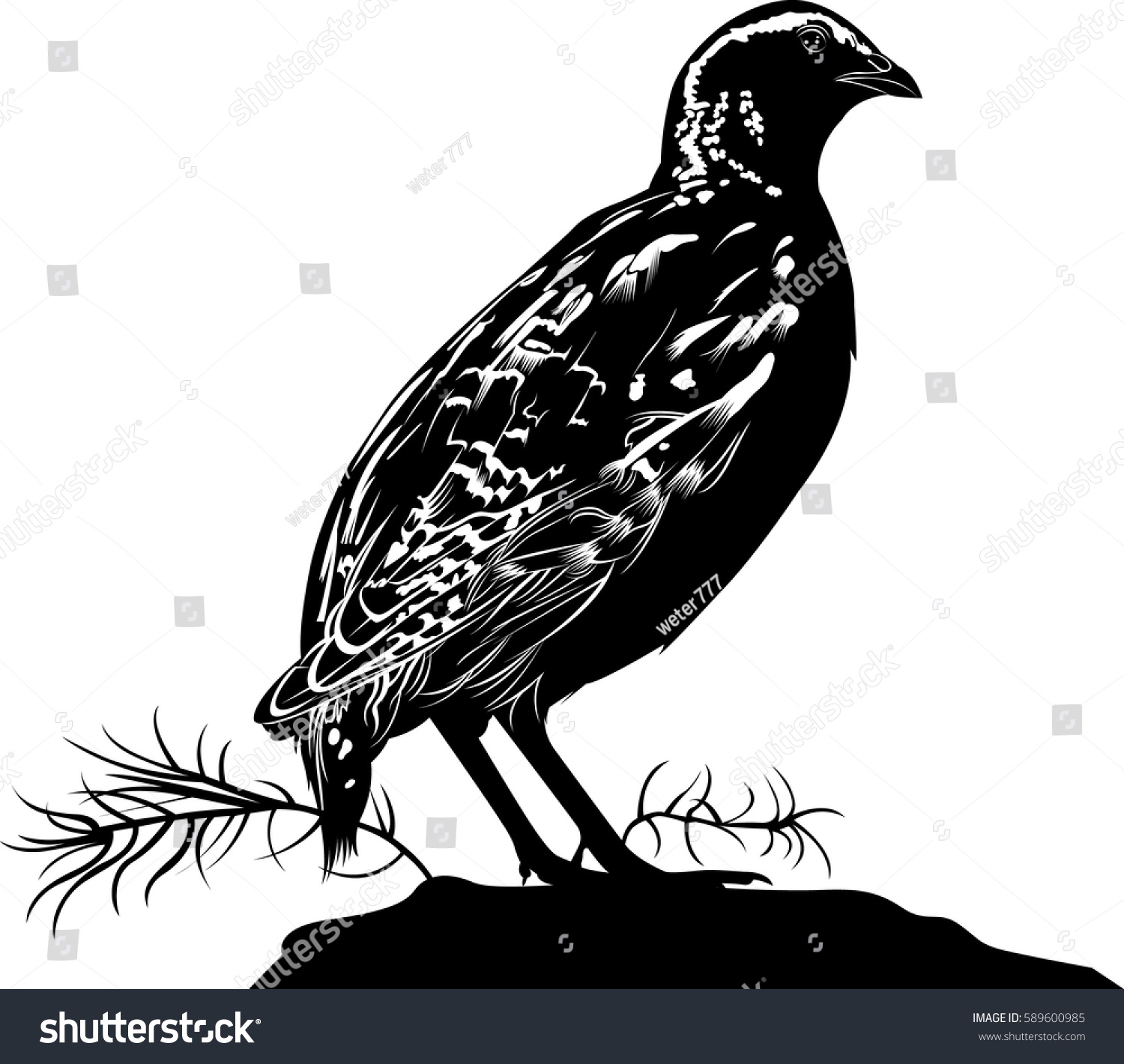 black and white quail standing on rock clip art preview