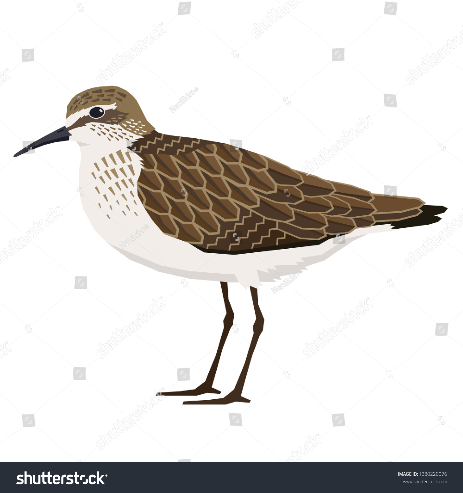 103 Imagens De Sandpiper Cartoon Imagens Fotos Stock E Vetores