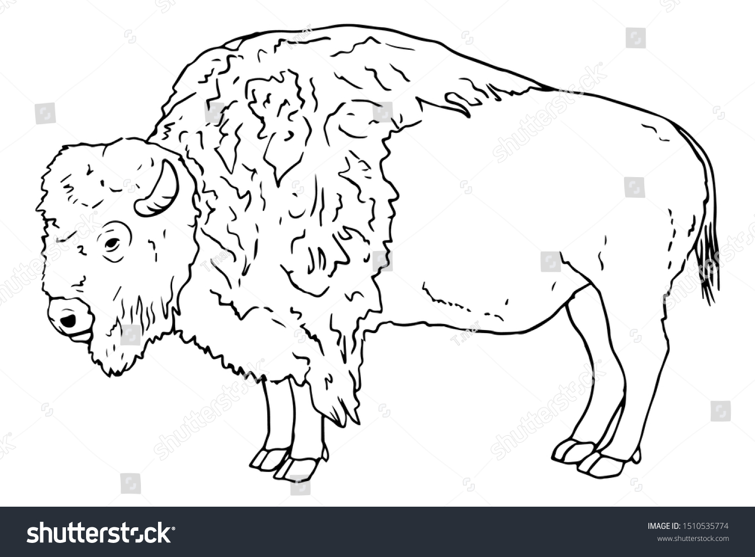 Bison Line Drawing Illustration Vector Stock Vector (Royalty Free