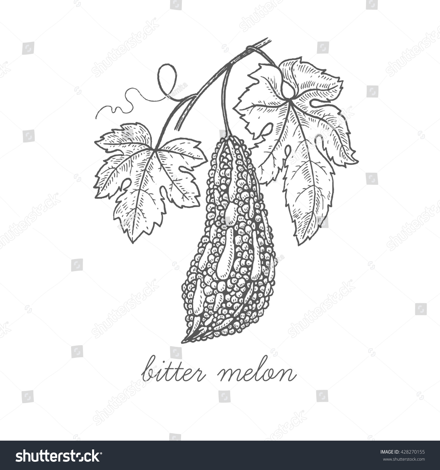 Bitter Melon Fruit Vector Plant Isolated Stock Vector Royalty