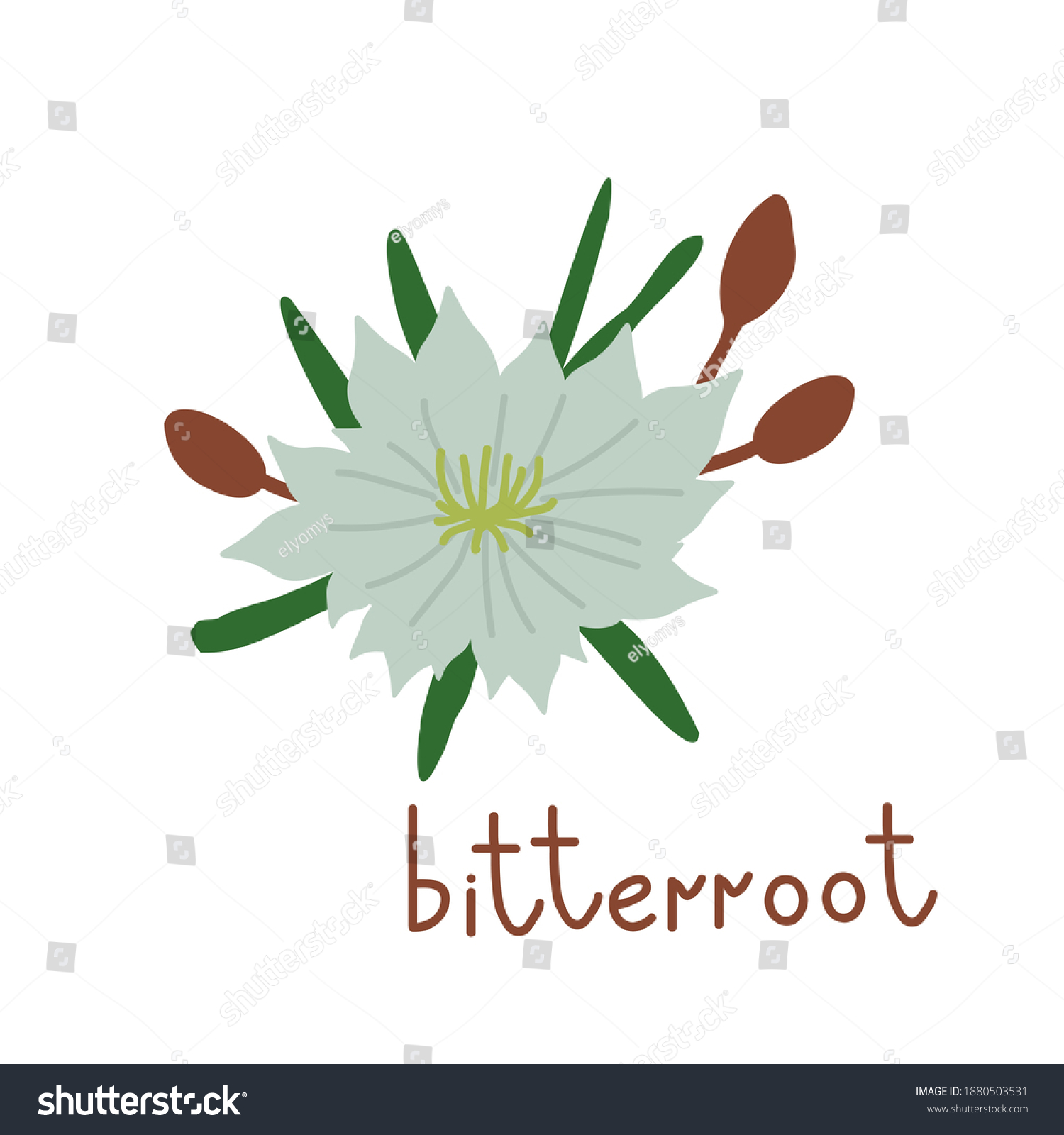 478 Montana state flower Images Stock Photos Vectors Shutterstock