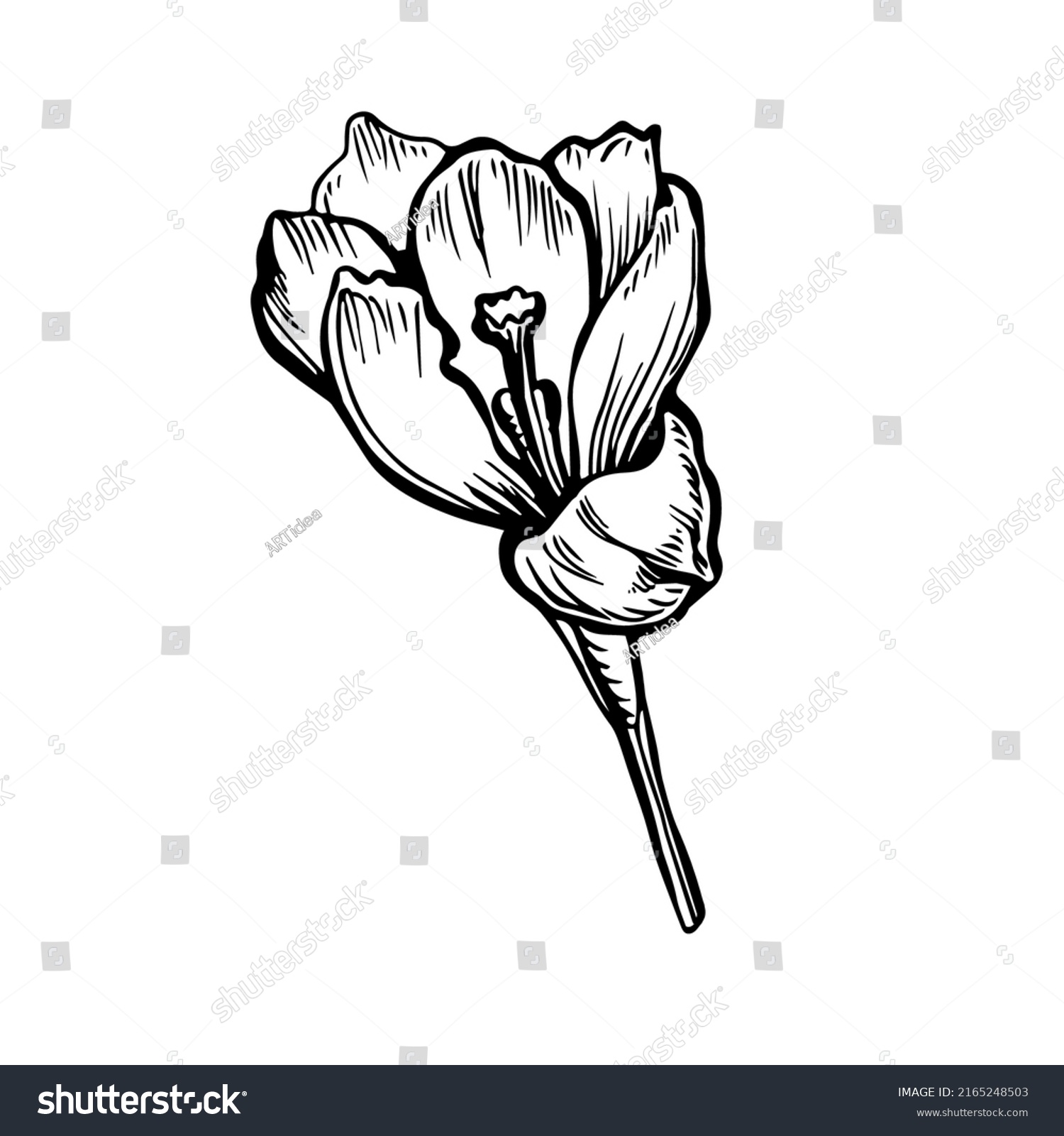 Black White Drawing Crocus Spring Flower Stock Vector (Royalty Free ...