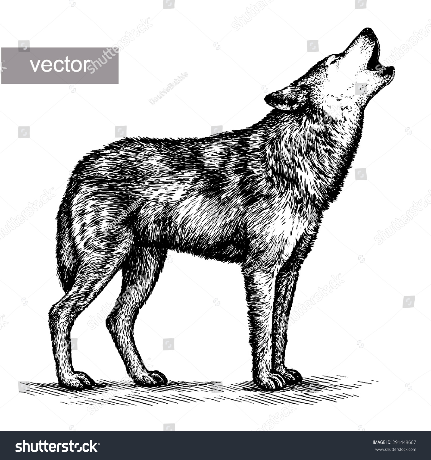 Black And White Engrave Isolated Vector Wolf - 291448667 : Shutterstock