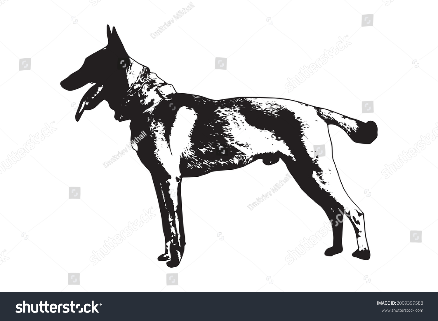 SVG of Black and white full-length portrait of dog with tongue and tail sticking out on white. Adult male Belgian Shepherd or Malinois. Side view. Vector illustration. svg