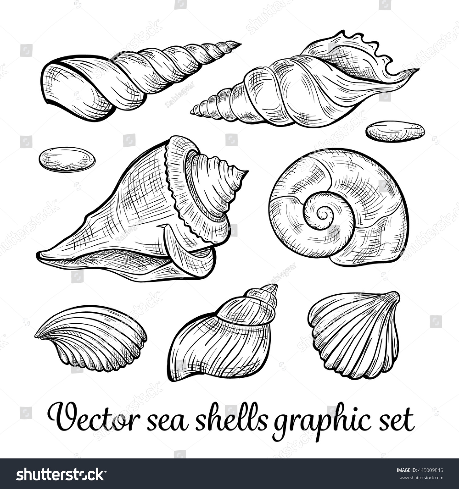 Black White Hand Drawn Vector Seashells Stock Vector 445009846 ...