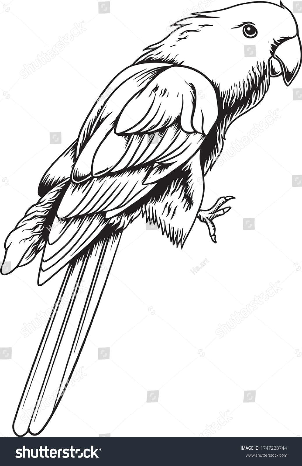 Black White Illustration Parrot Stock Vector (Royalty Free) 1747223744 ...