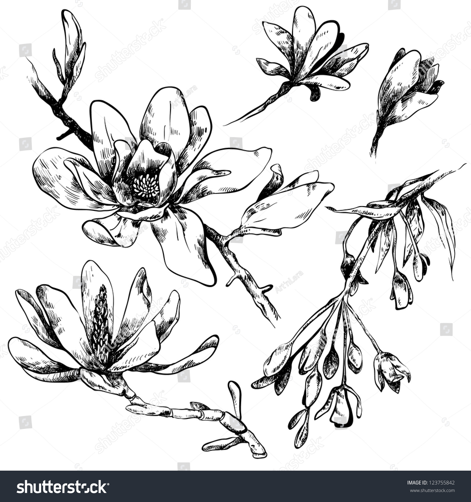 Black And White Illustration Of Magnolia Flowers - 123755842 : Shutterstock