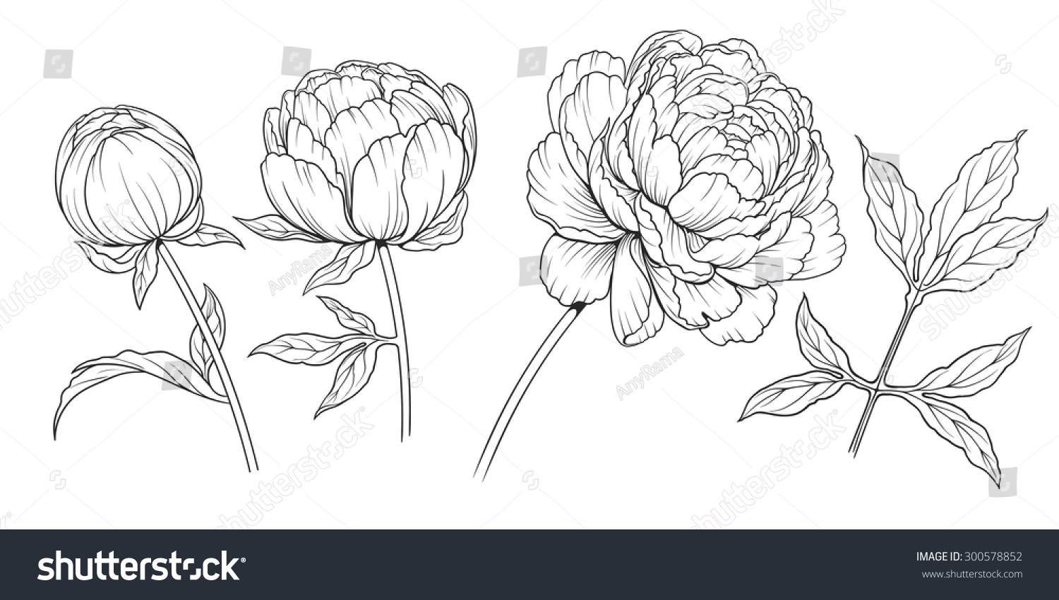 牡丹の花の白黒のイラスト のベクター画像素材 ロイヤリティフリー Shutterstock