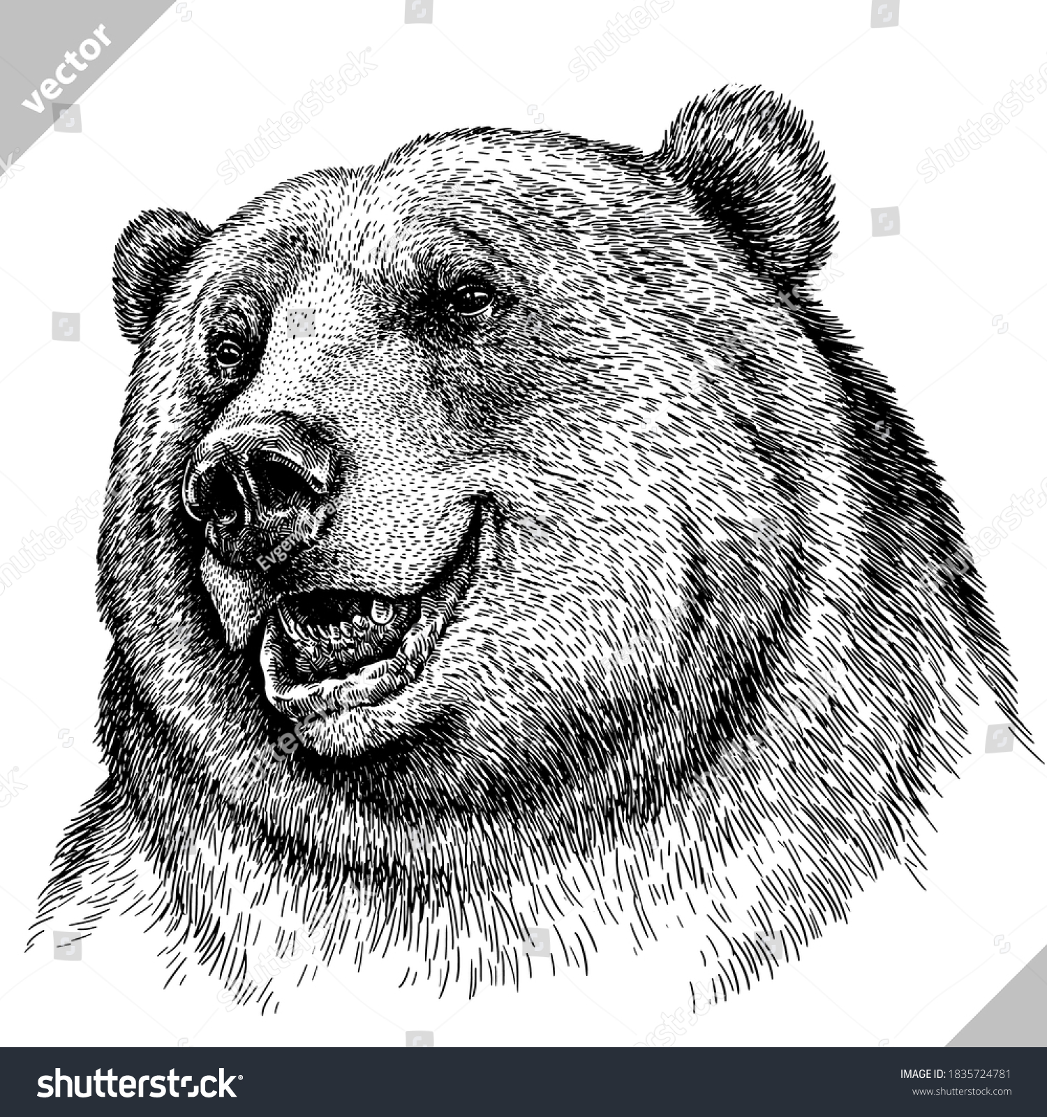 Drawing A Bear Face - Draw Spaces