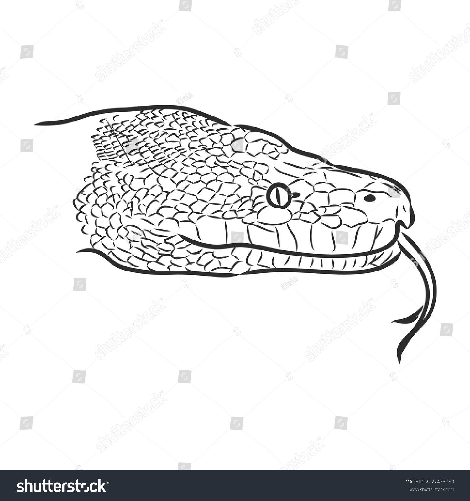 Black White Sketch Snake Snake Python Stock Vector (Royalty Free ...