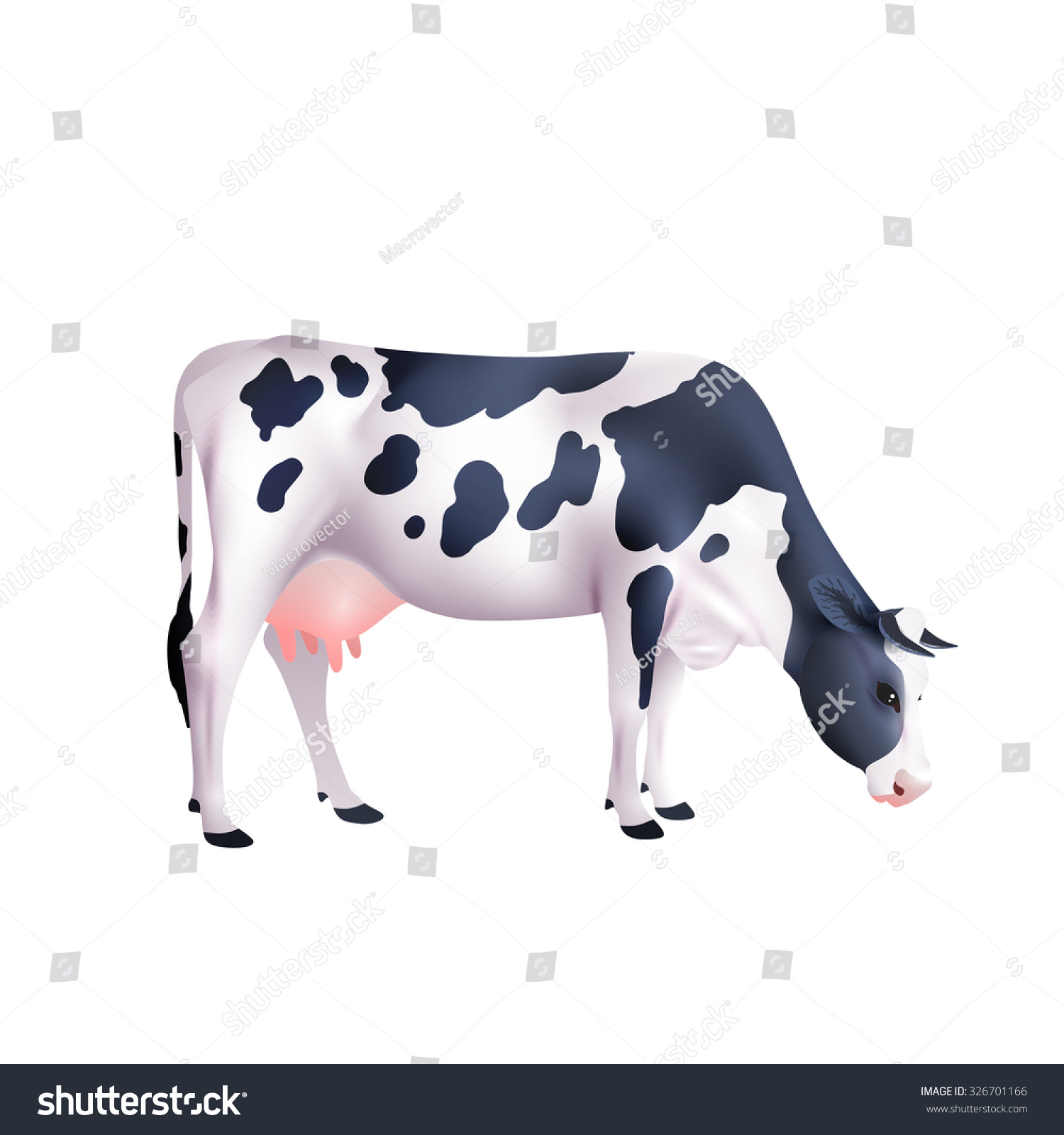 Black White Spotted Cow Lowered Head Stock Vector (Royalty Free) 326701166