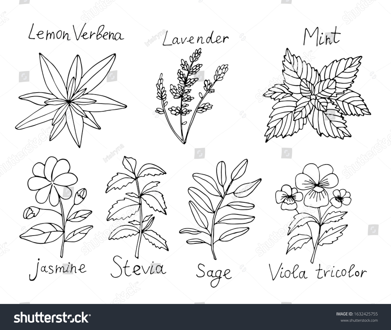 Black White Tea Herbs Set Isolated Stock Vector (Royalty Free ...