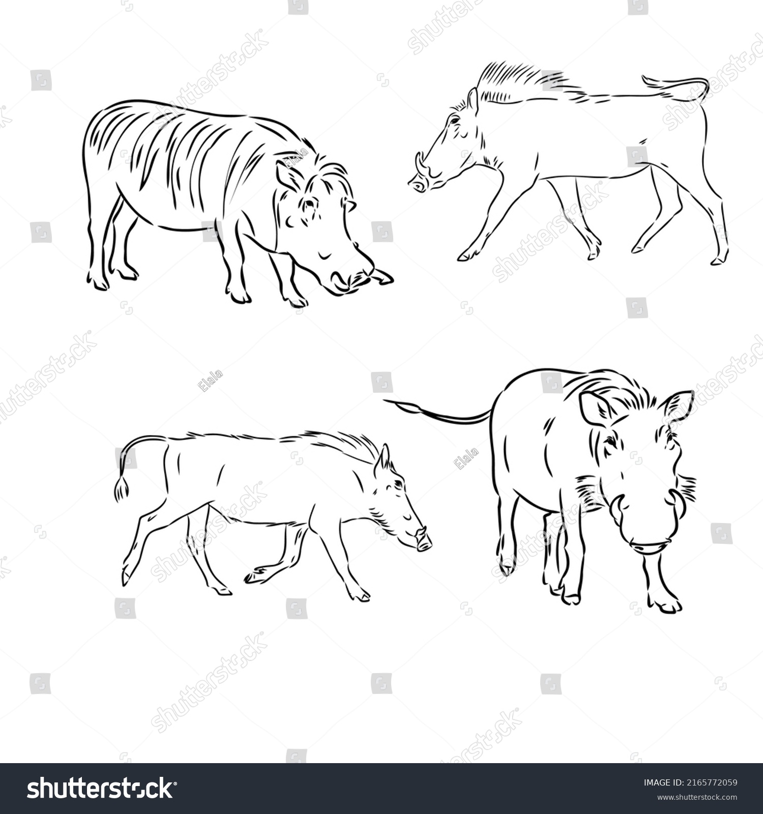 Black White Vector Line Drawing Warthogs Stock Vector (Royalty Free ...