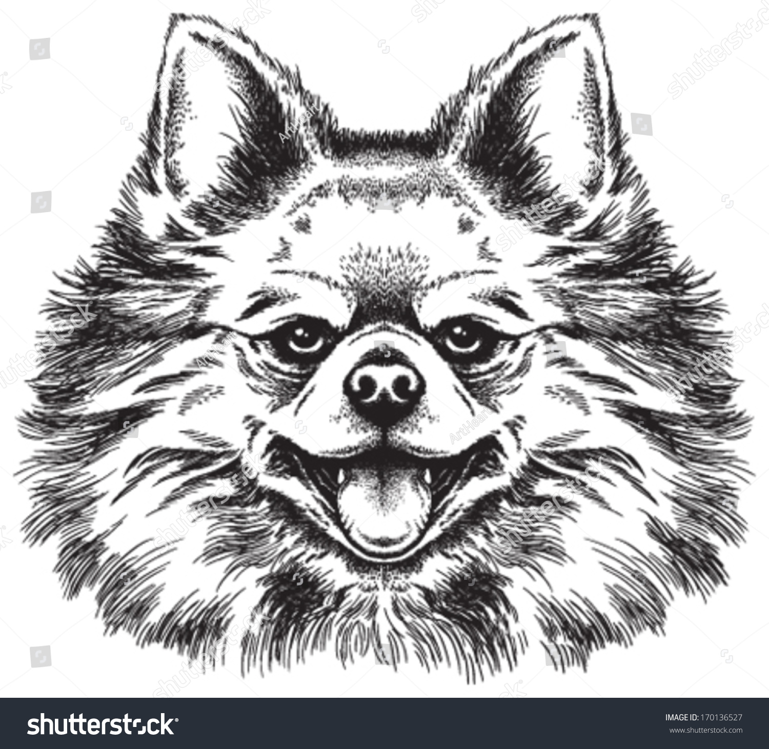 Black And White Vector Sketch Of A Cute Toy Pomeranian'S Face ...