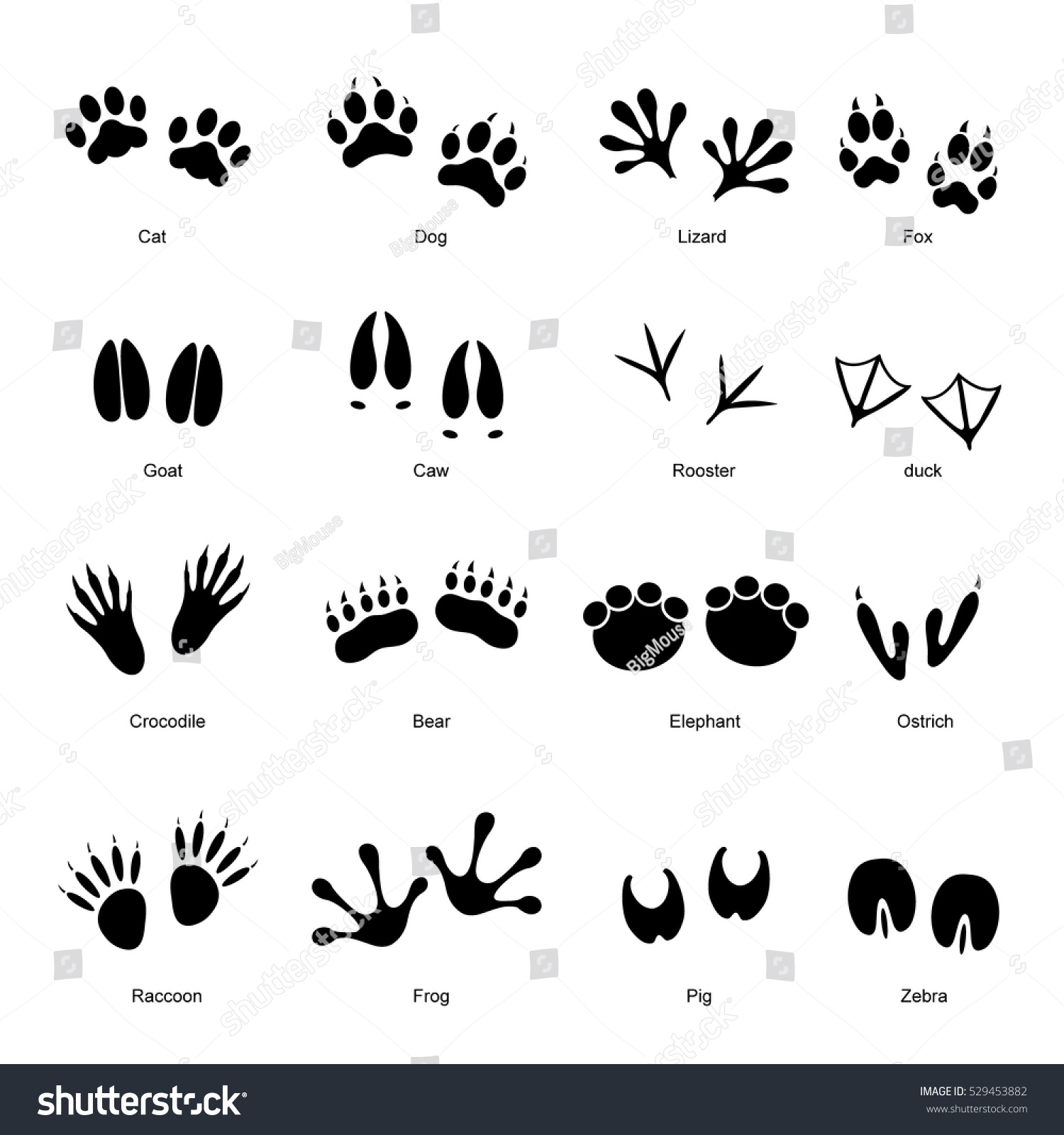 13,970 Raccoon prints Images, Stock Photos & Vectors | Shutterstock